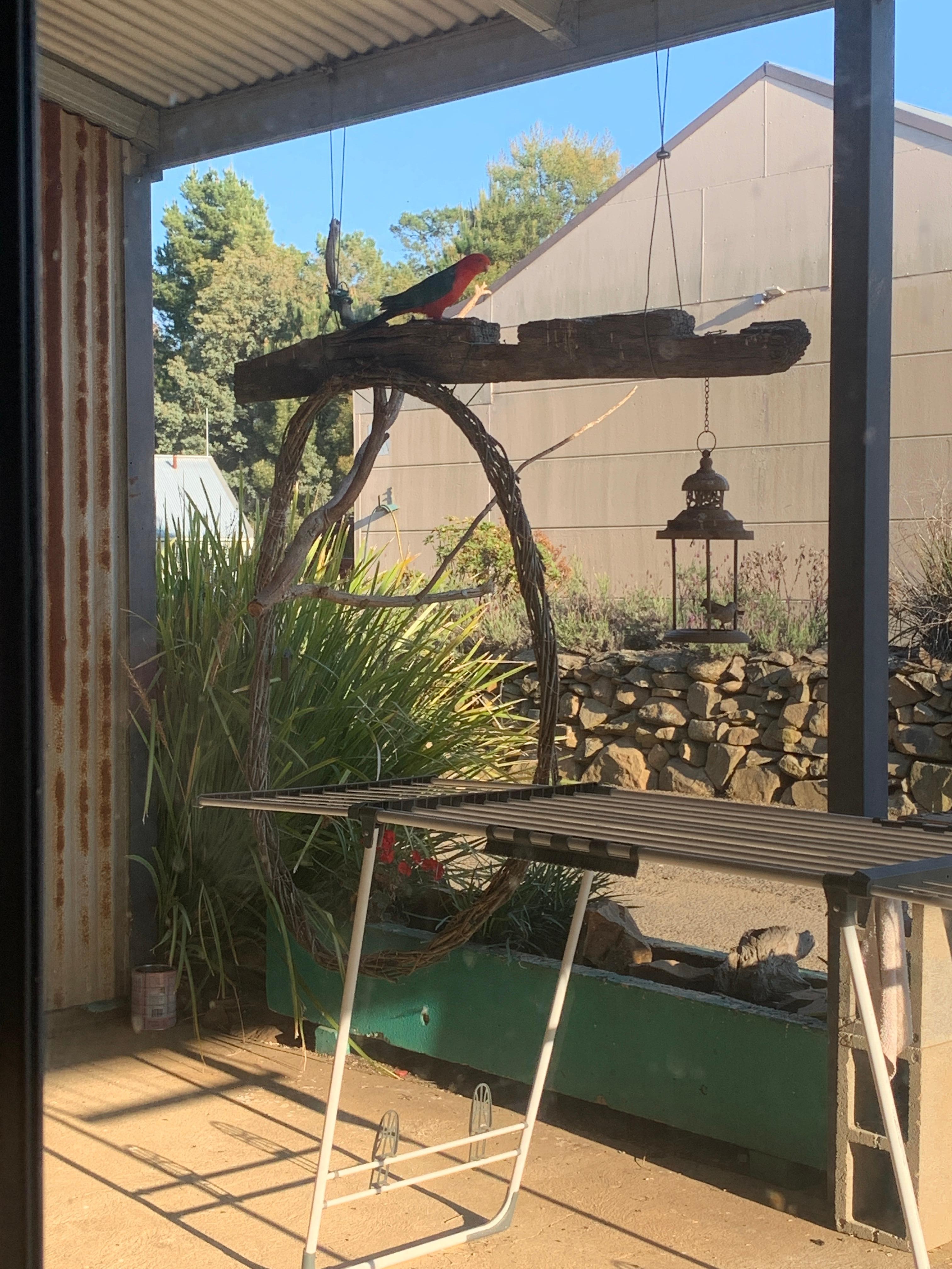 Nature abounds - local birds come in for a feed