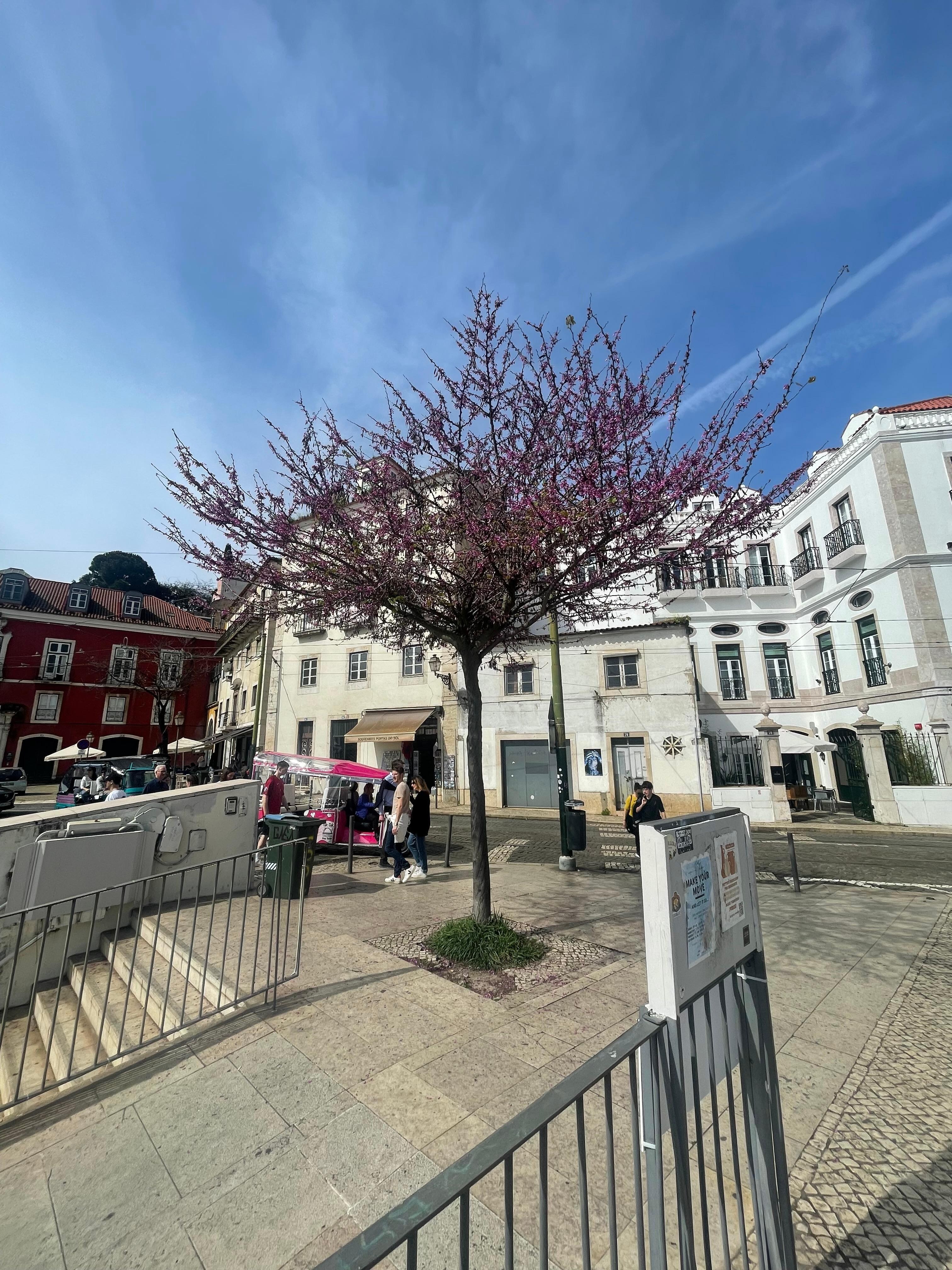 Kirsebærtreet på plassen foran hotellet blomstrer 