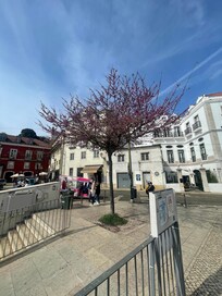 Kirsebærtreet på plassen foran hotellet blomstrer