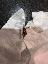 Cockroach on the bathroom table