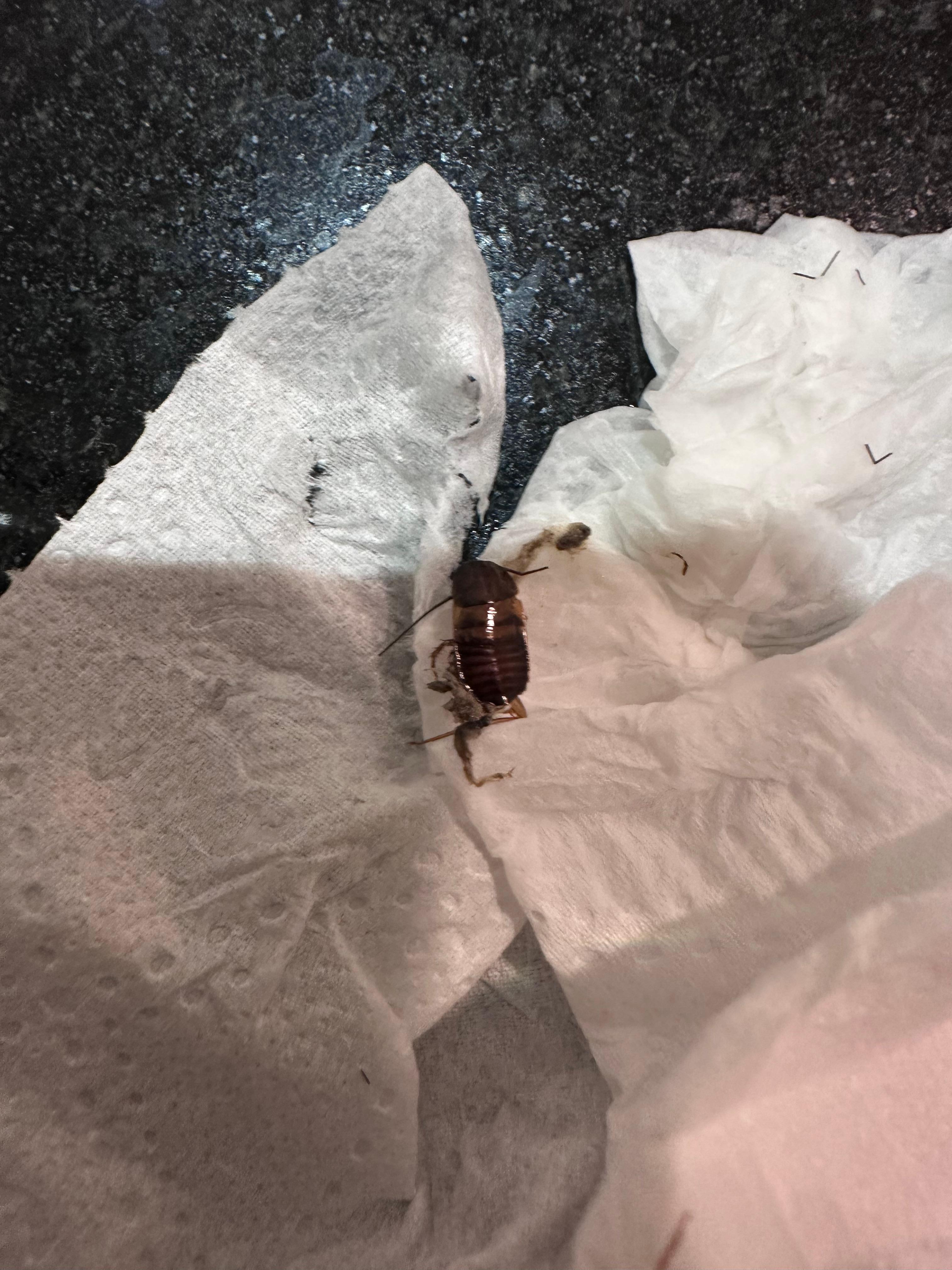 Cockroach on the bathroom table