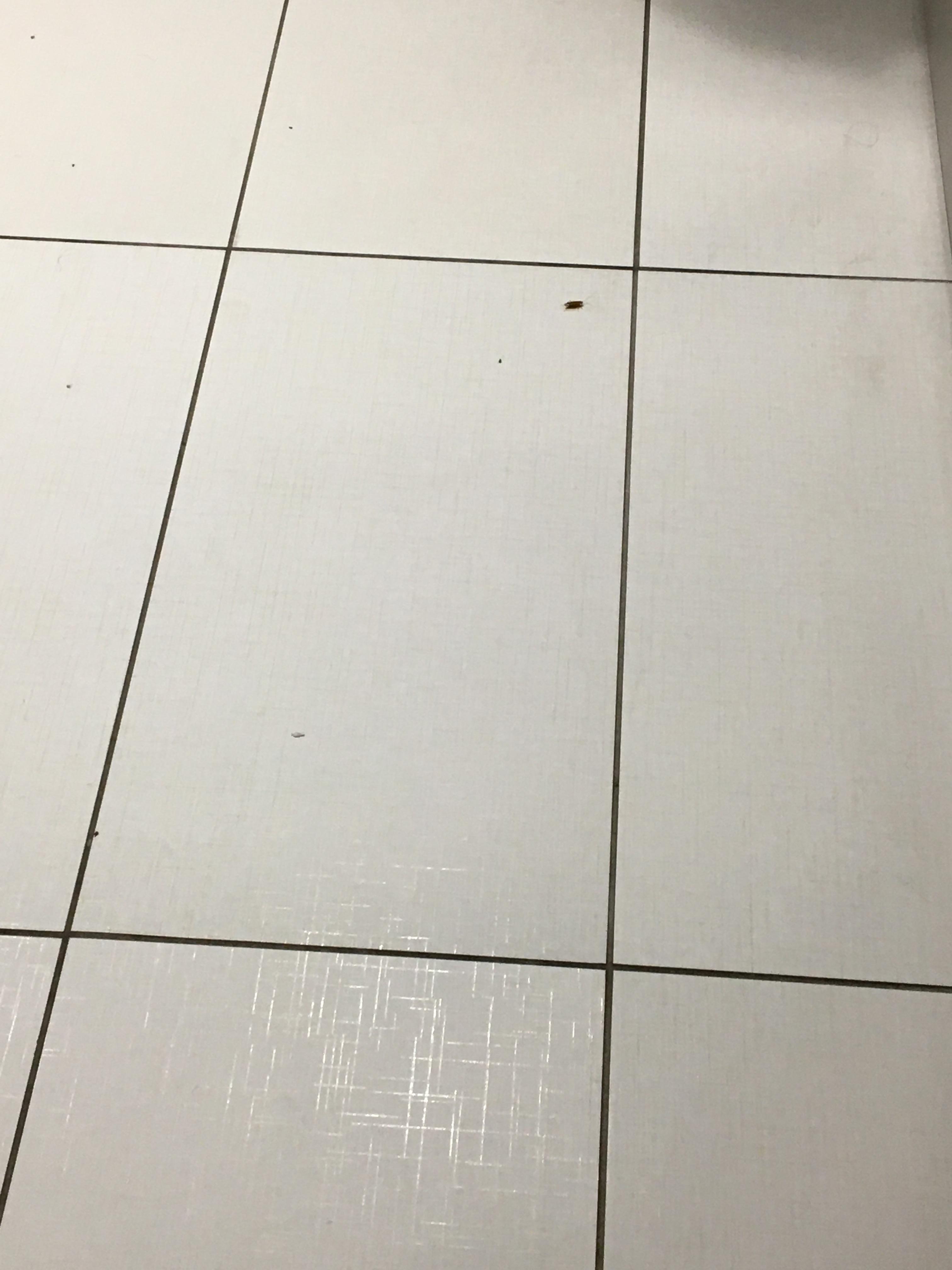 Cucarachas en el kitchenette