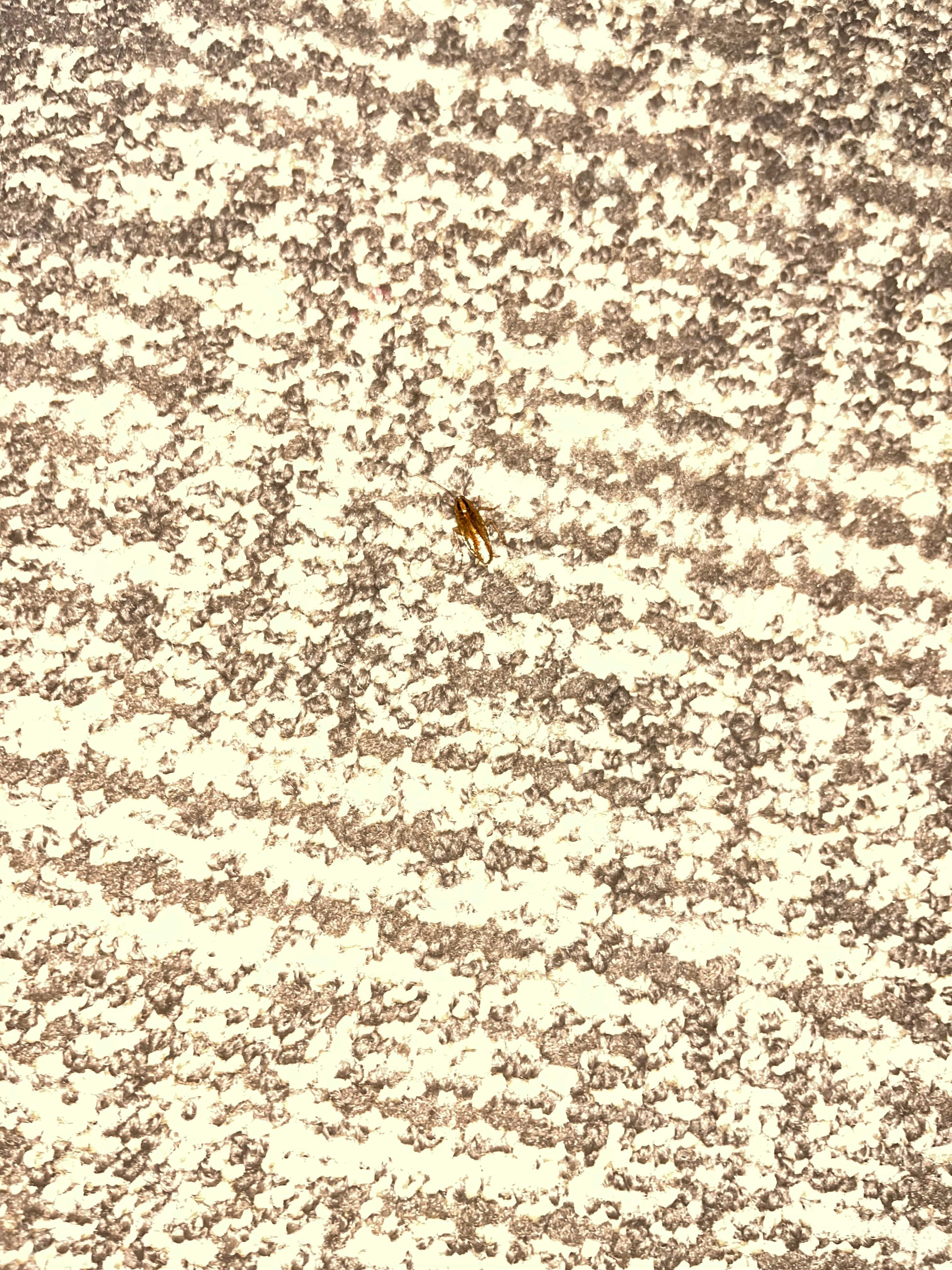 Bugs in carpet