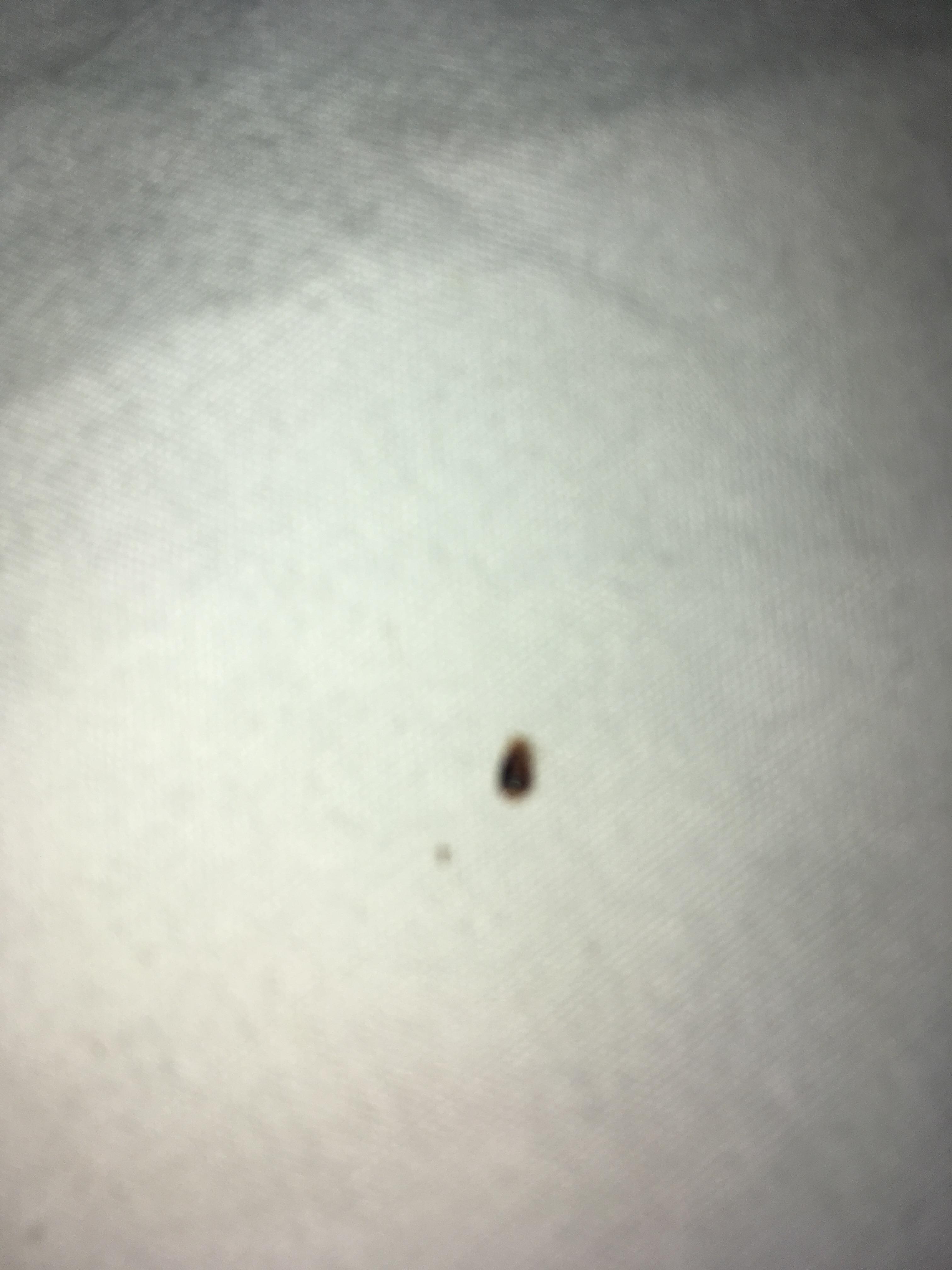 Beg bug shell