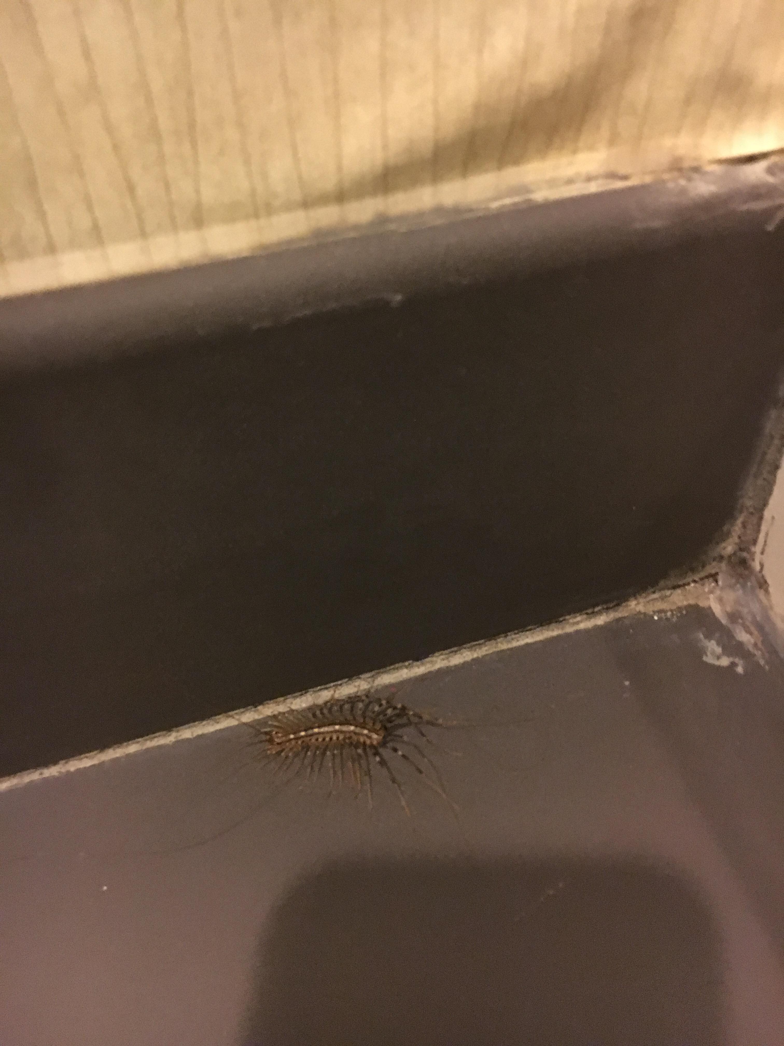 Awful centipede in room
