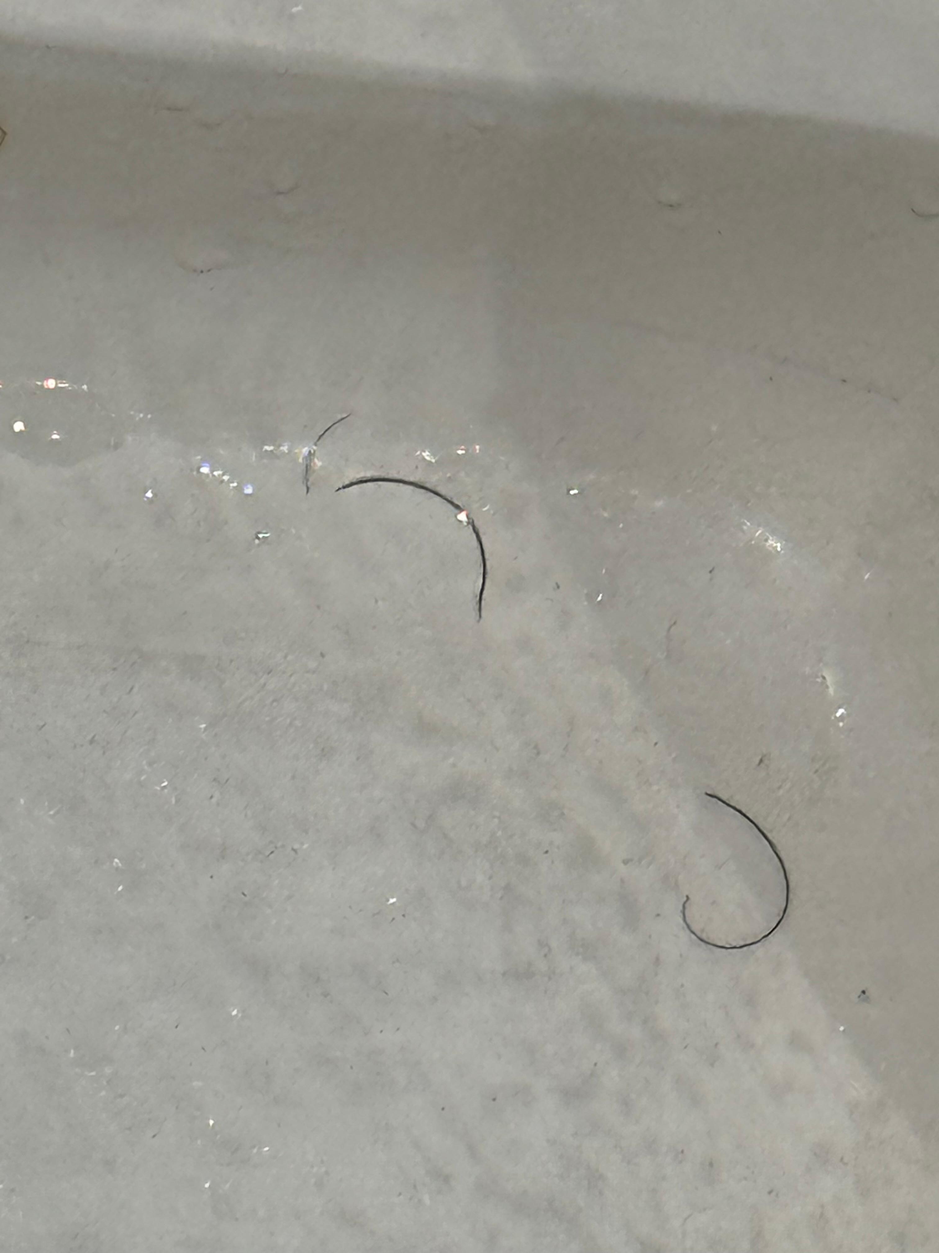 Hair in the shower.
