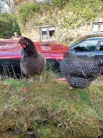 neighbours