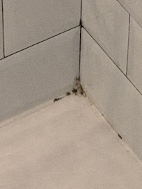 Skimmel i bruse kabinen.