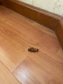 Cockroach
