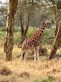 Lake Nakuru