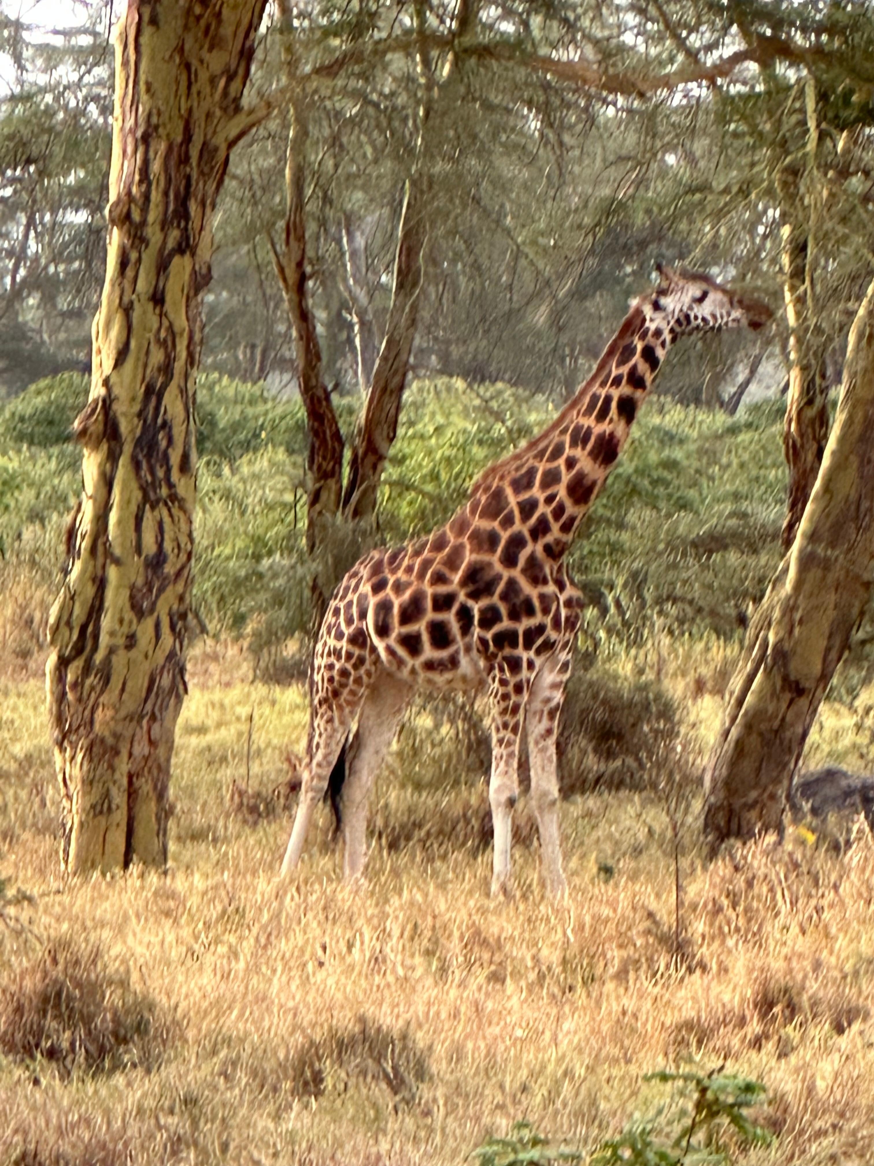 Lake Nakuru