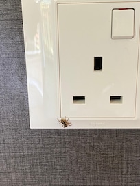 Spinne und Ameisen
