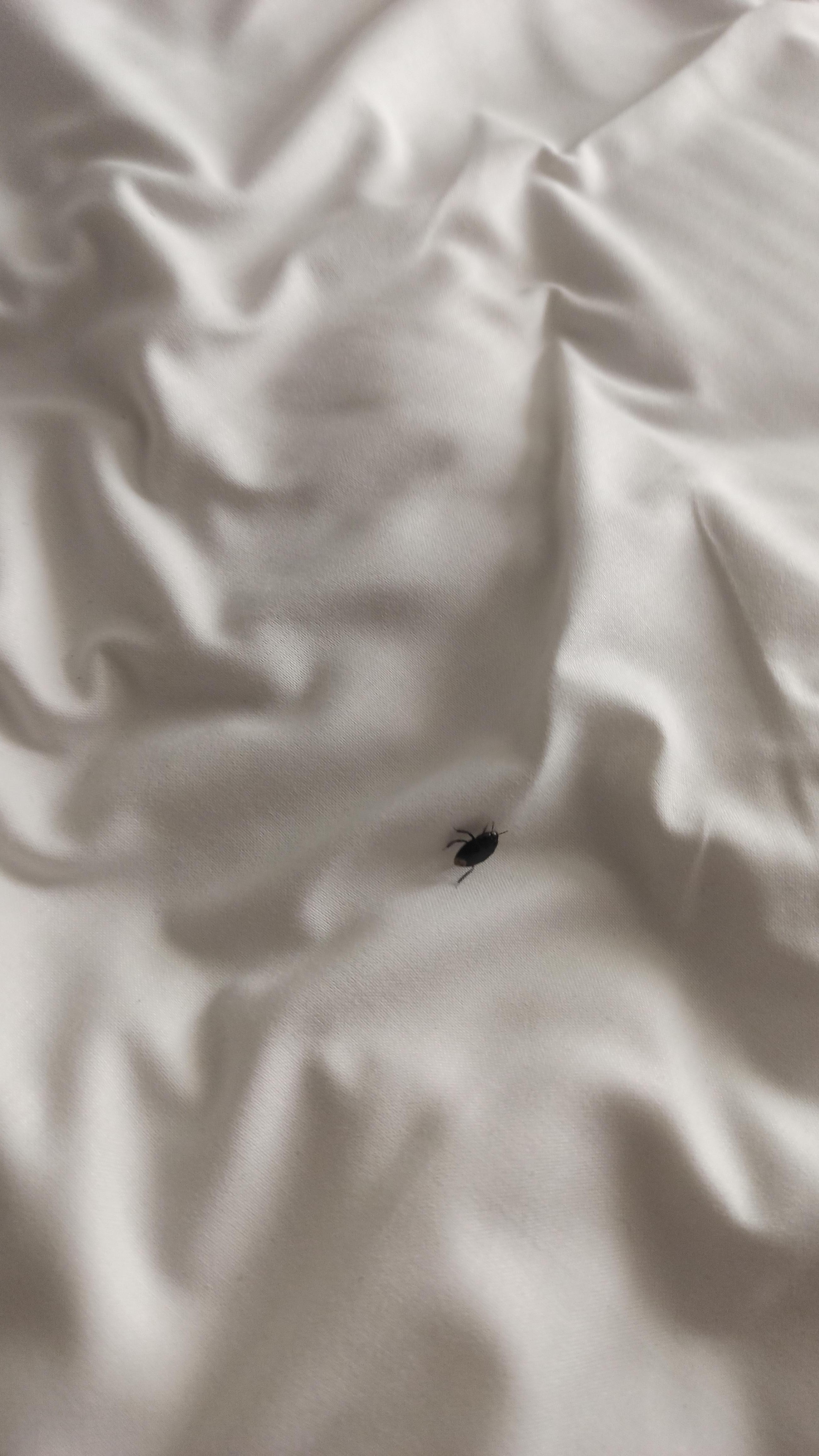 Cucaracha en la cama