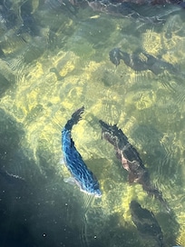 Blue trout - just one, it’s an anomaly. Rainbow trout in abundance.