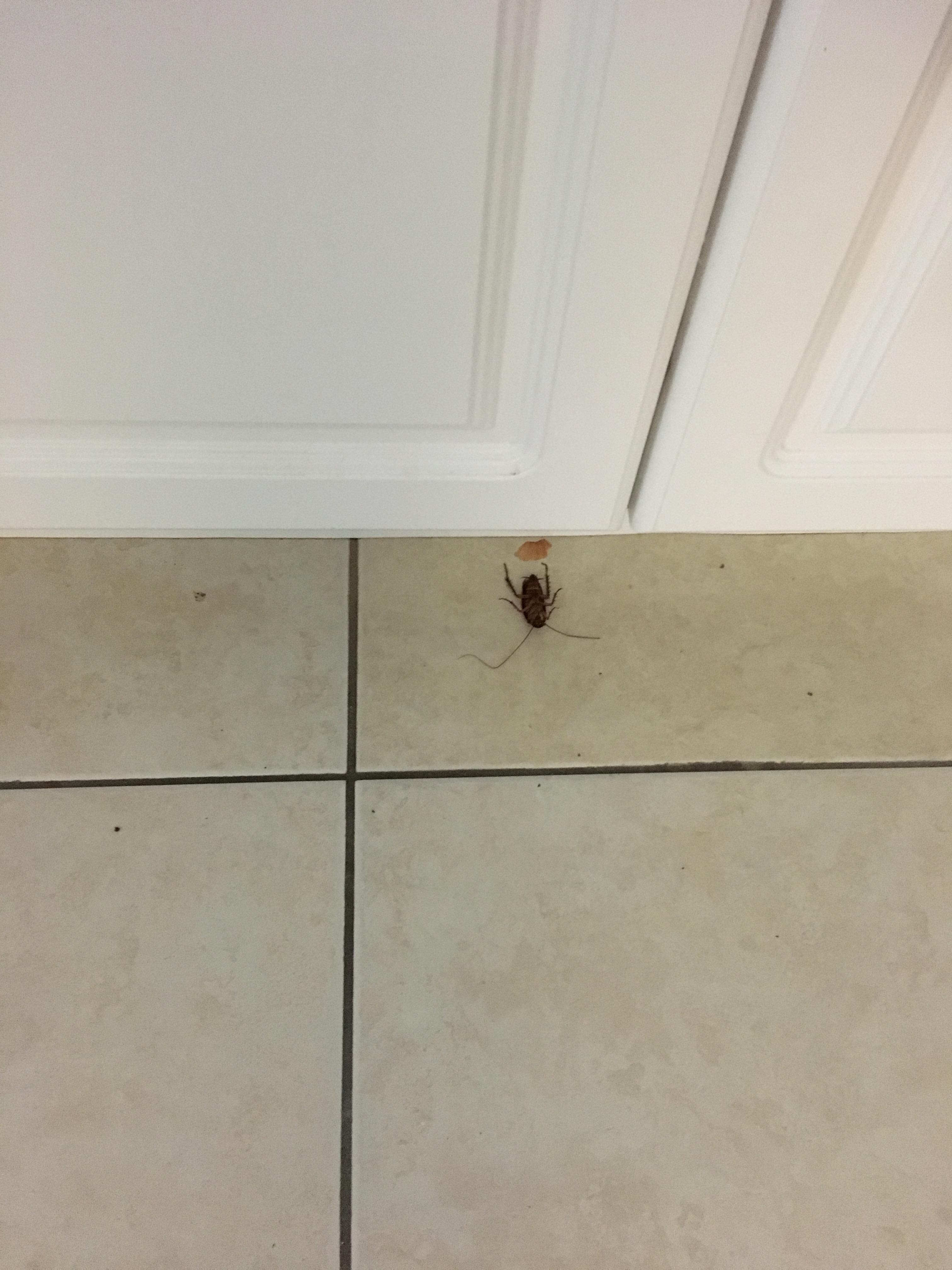 Cockroach