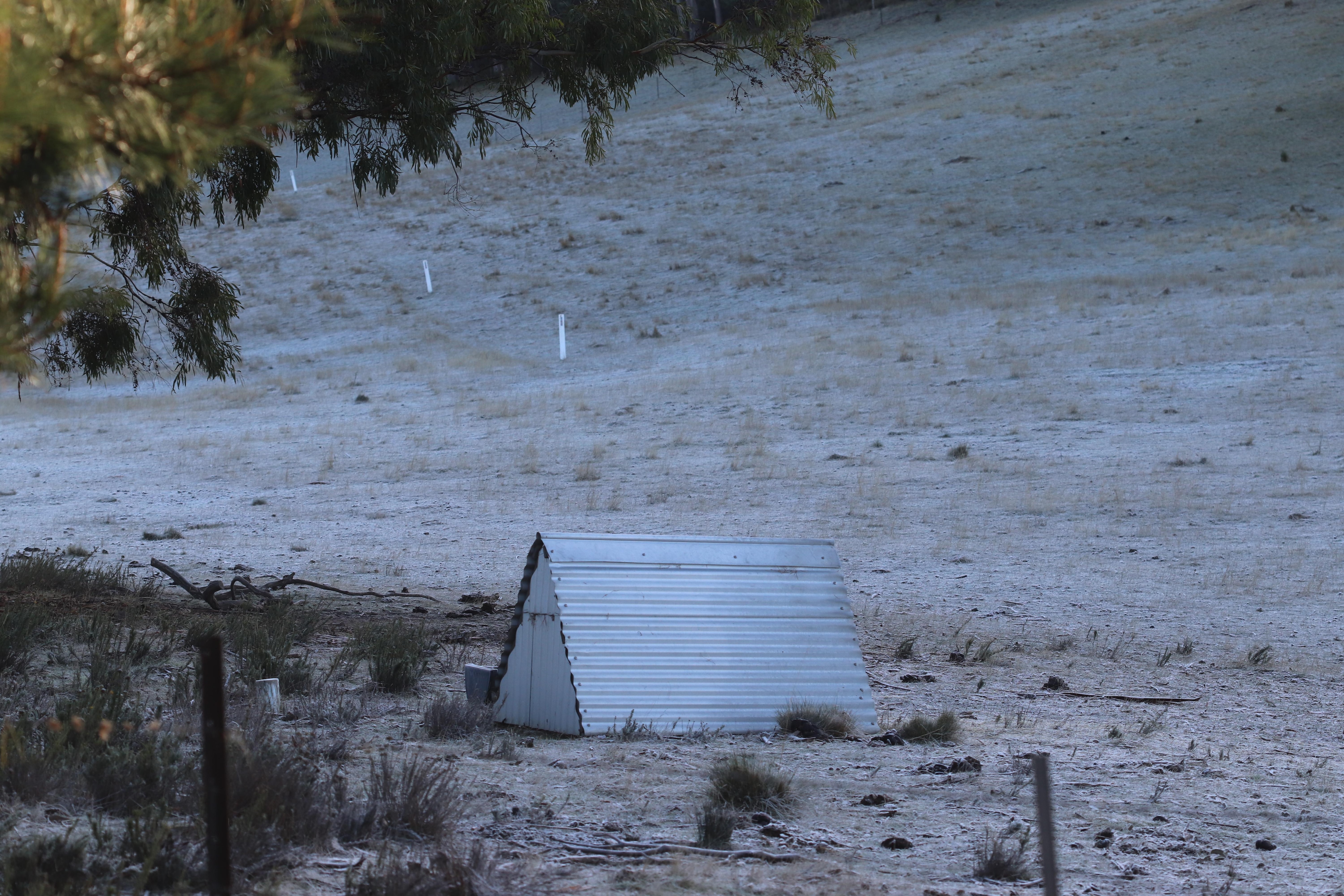 Frosty morning