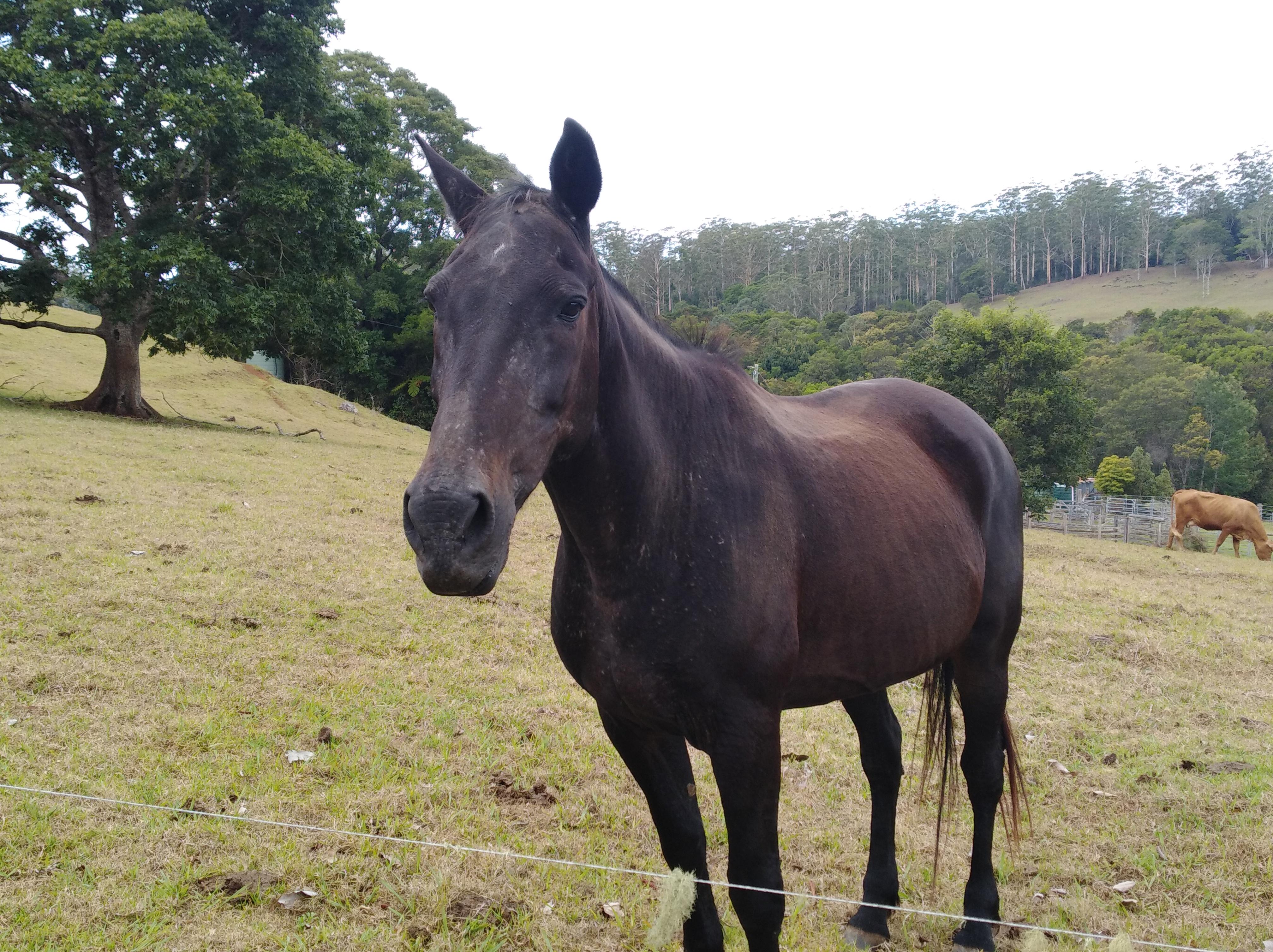 The horse waiting for carrots