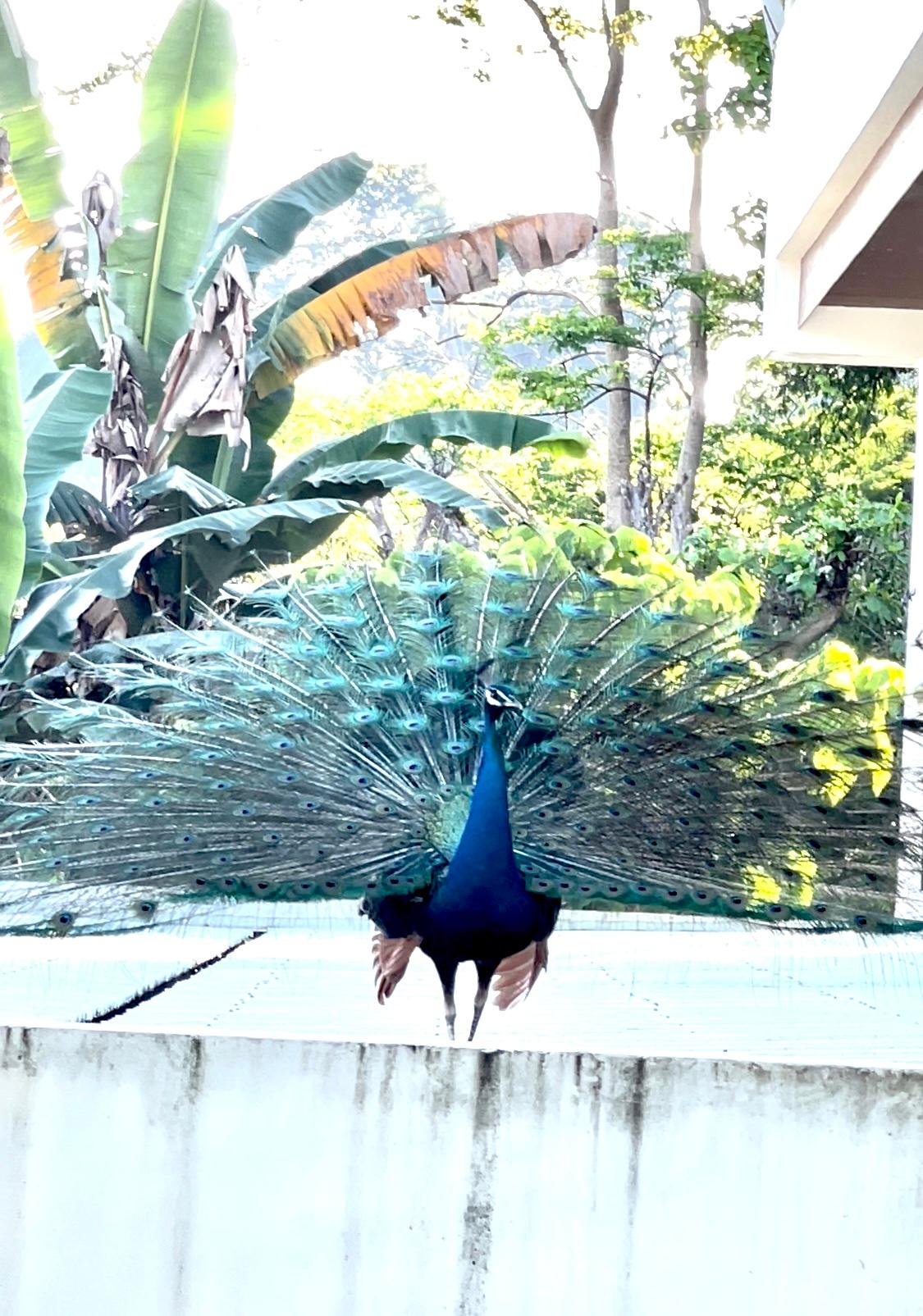 Our Peacock friend outside our balcony.