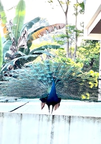 Our Peacock friend outside our balcony.