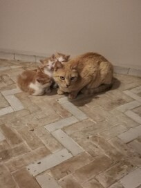 Kittens