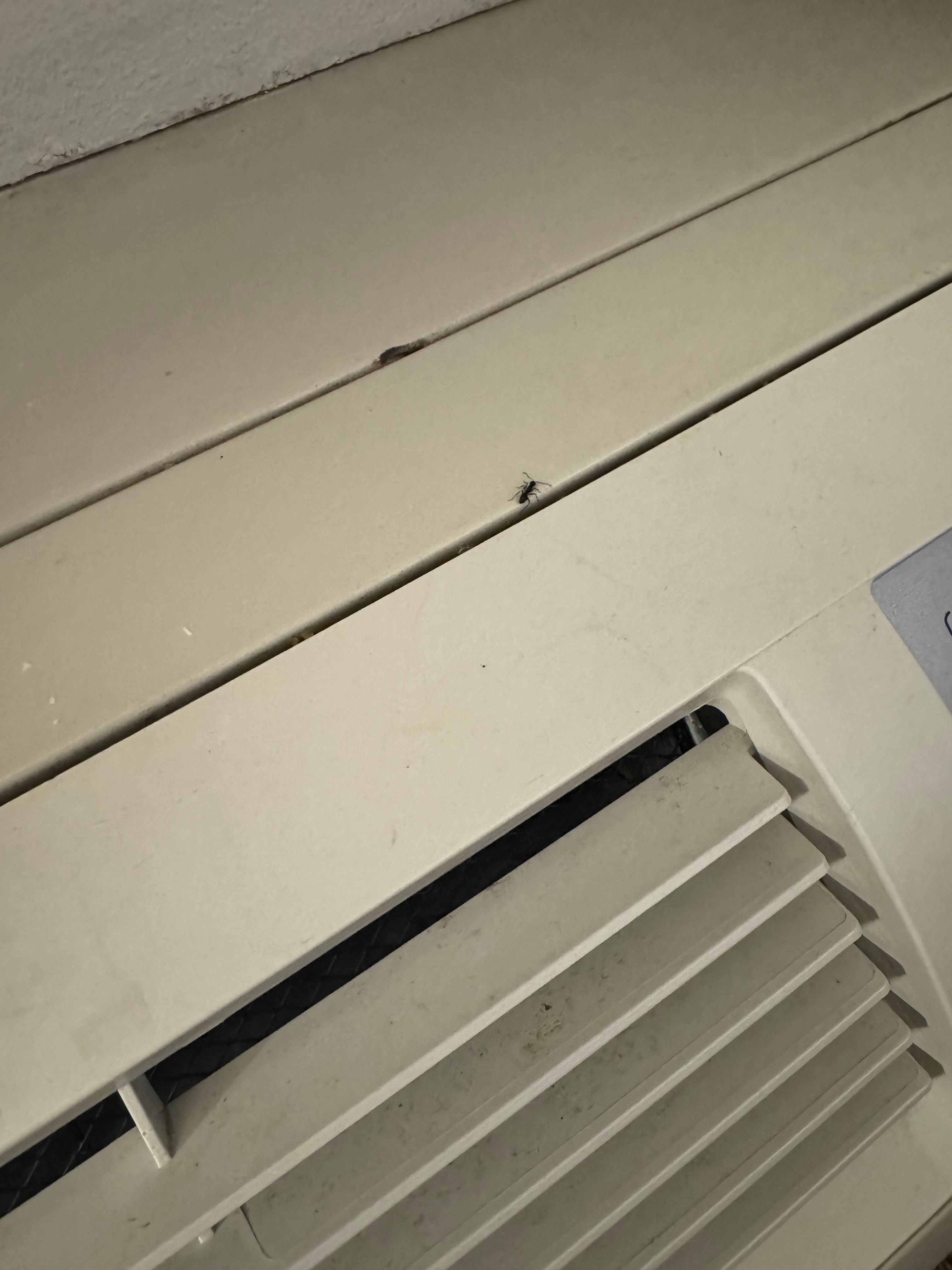 Ants