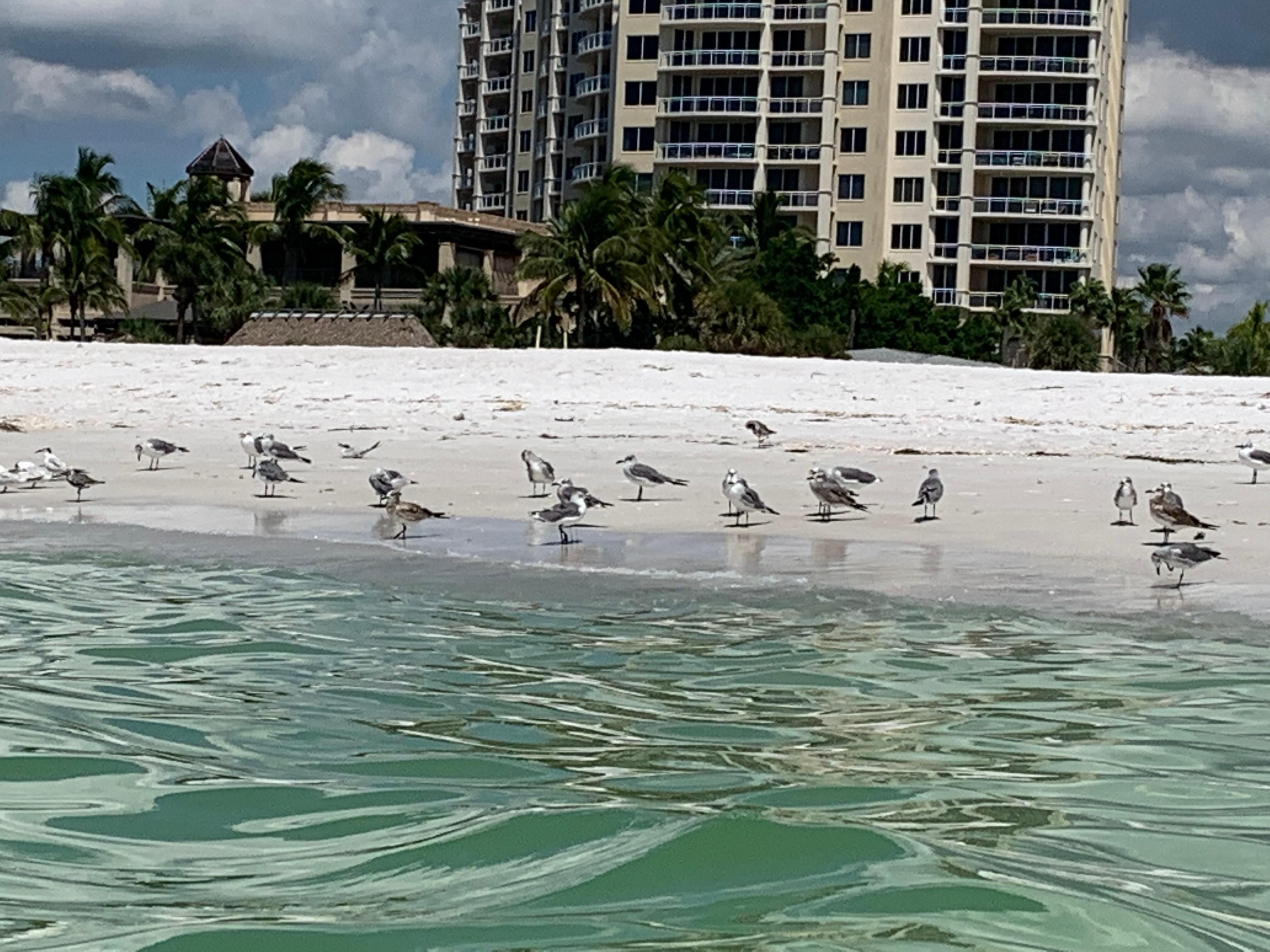 Book Sandcastle Resort at Lido Beach in Lido Key