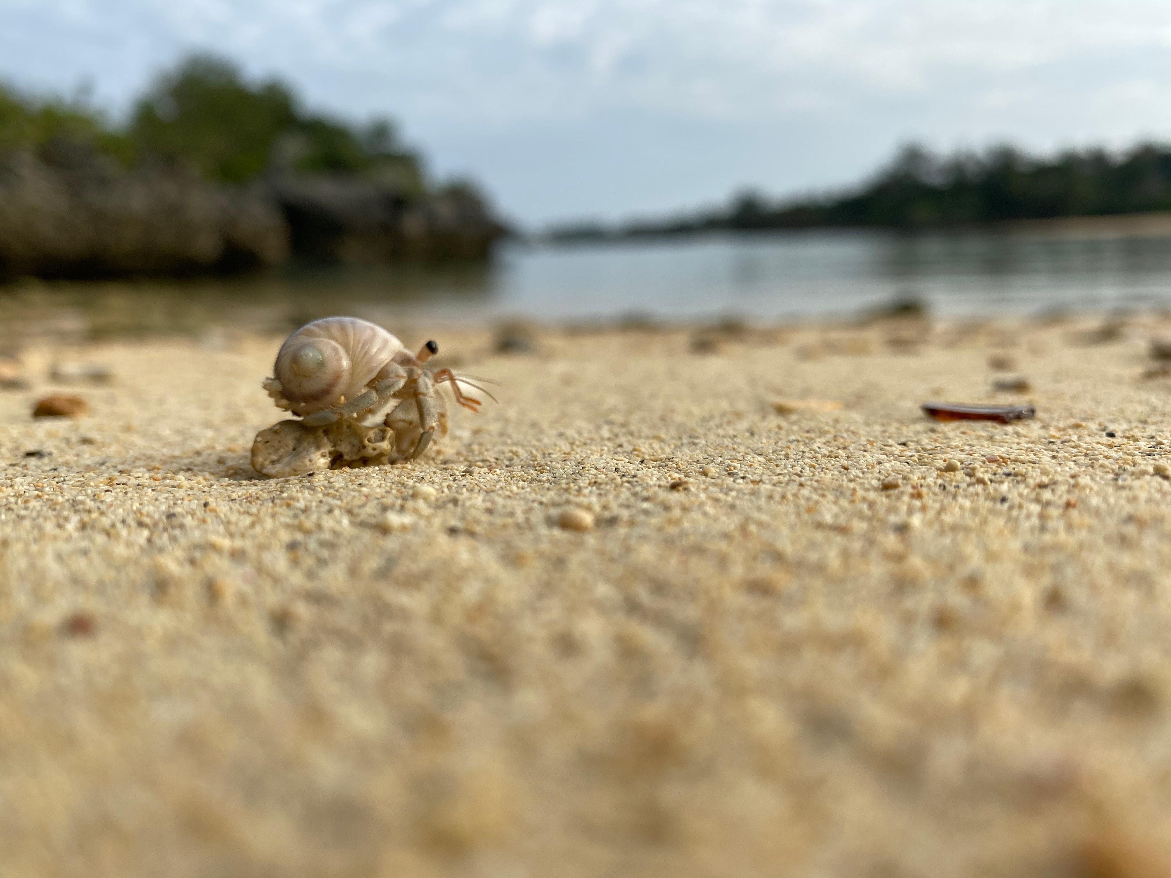 沙灘很多寄居蟹，可以不要帶走他們嗎...
