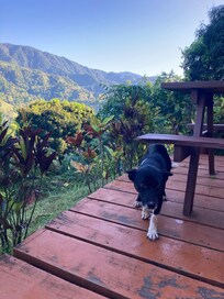 One of the lovely local dogs at breakfast
