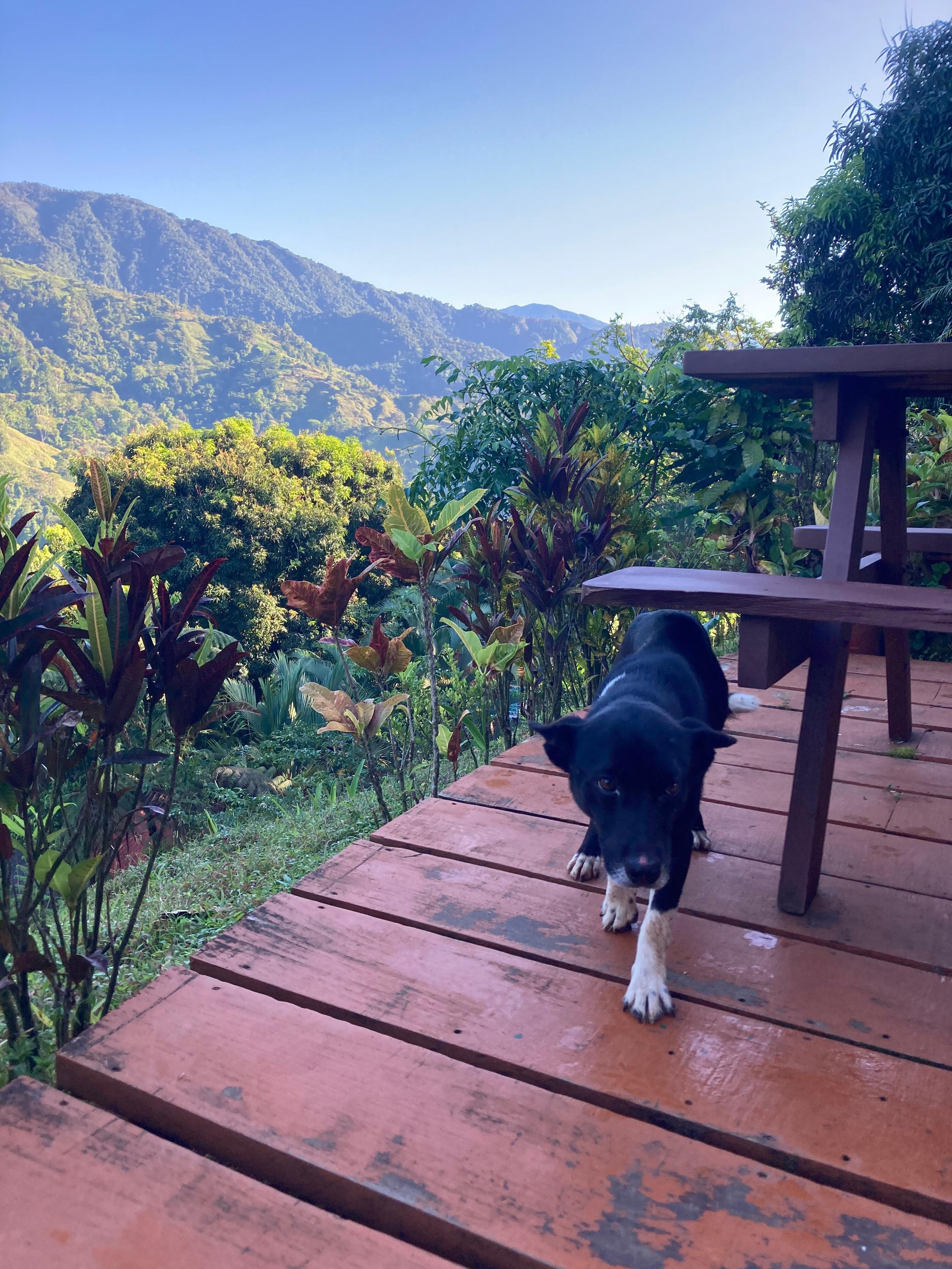 One of the lovely local dogs at breakfast 
