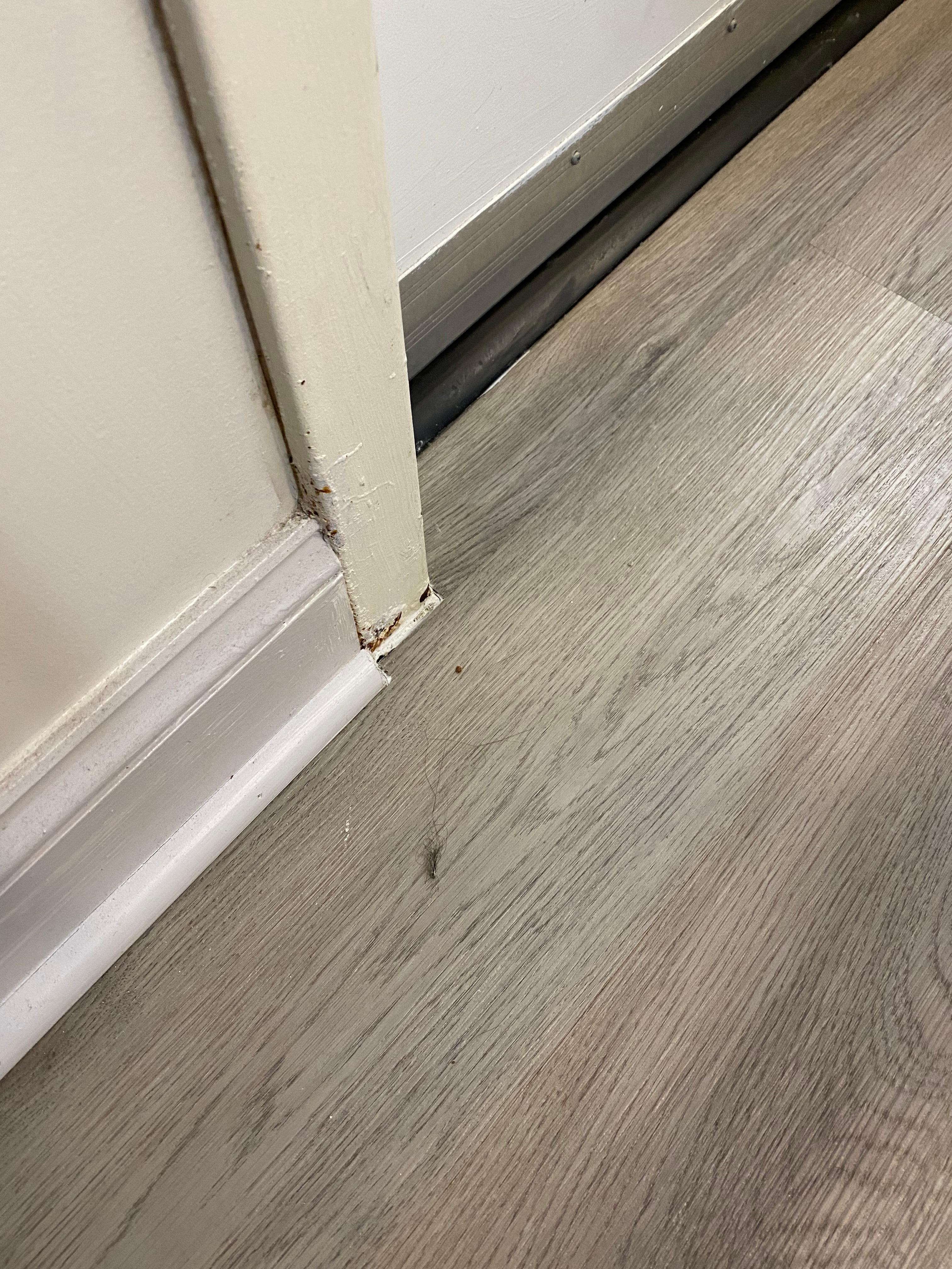 Disgusting floor not cleaned not even swept left alone mopped