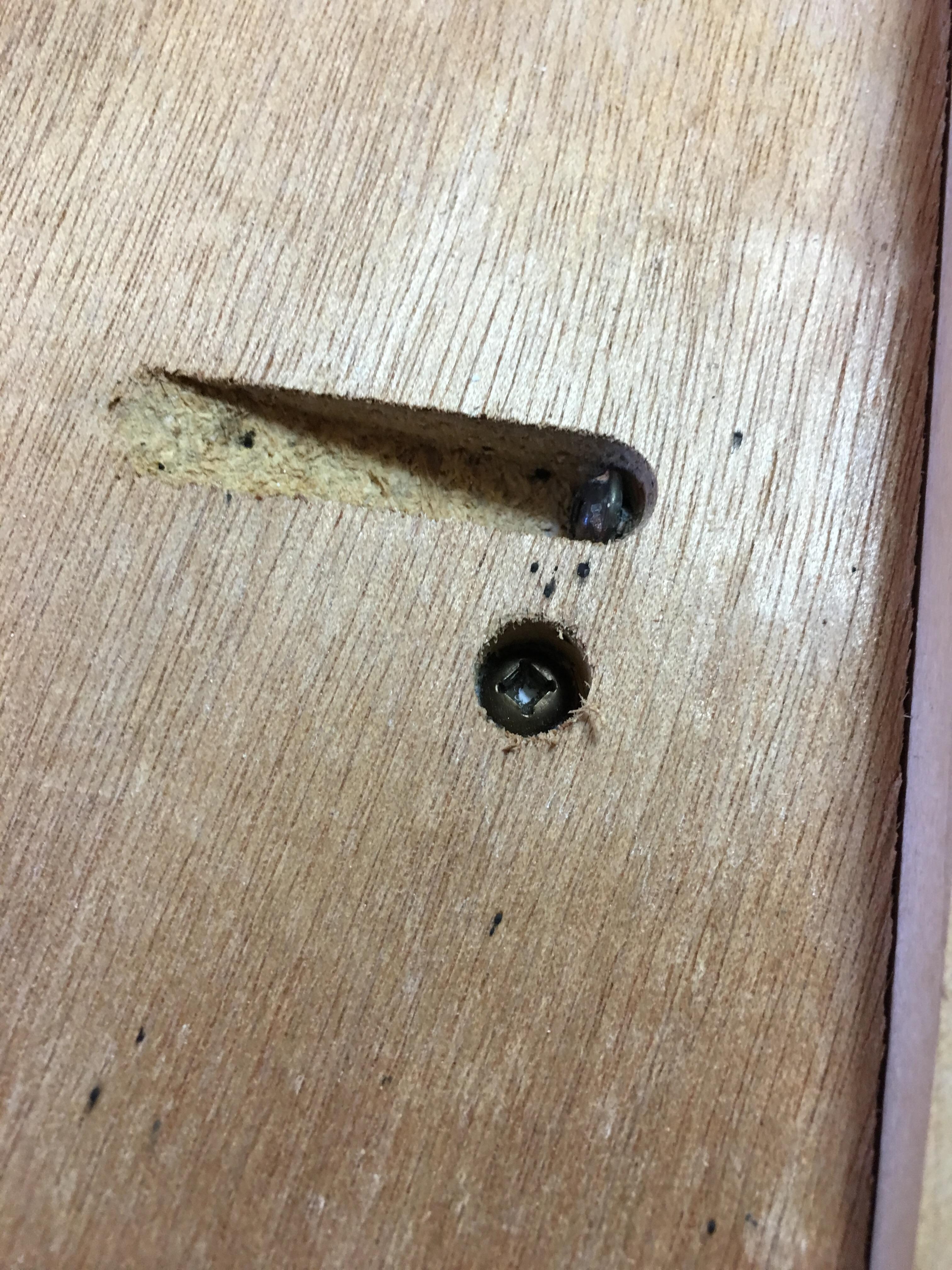 Bed Bug poo