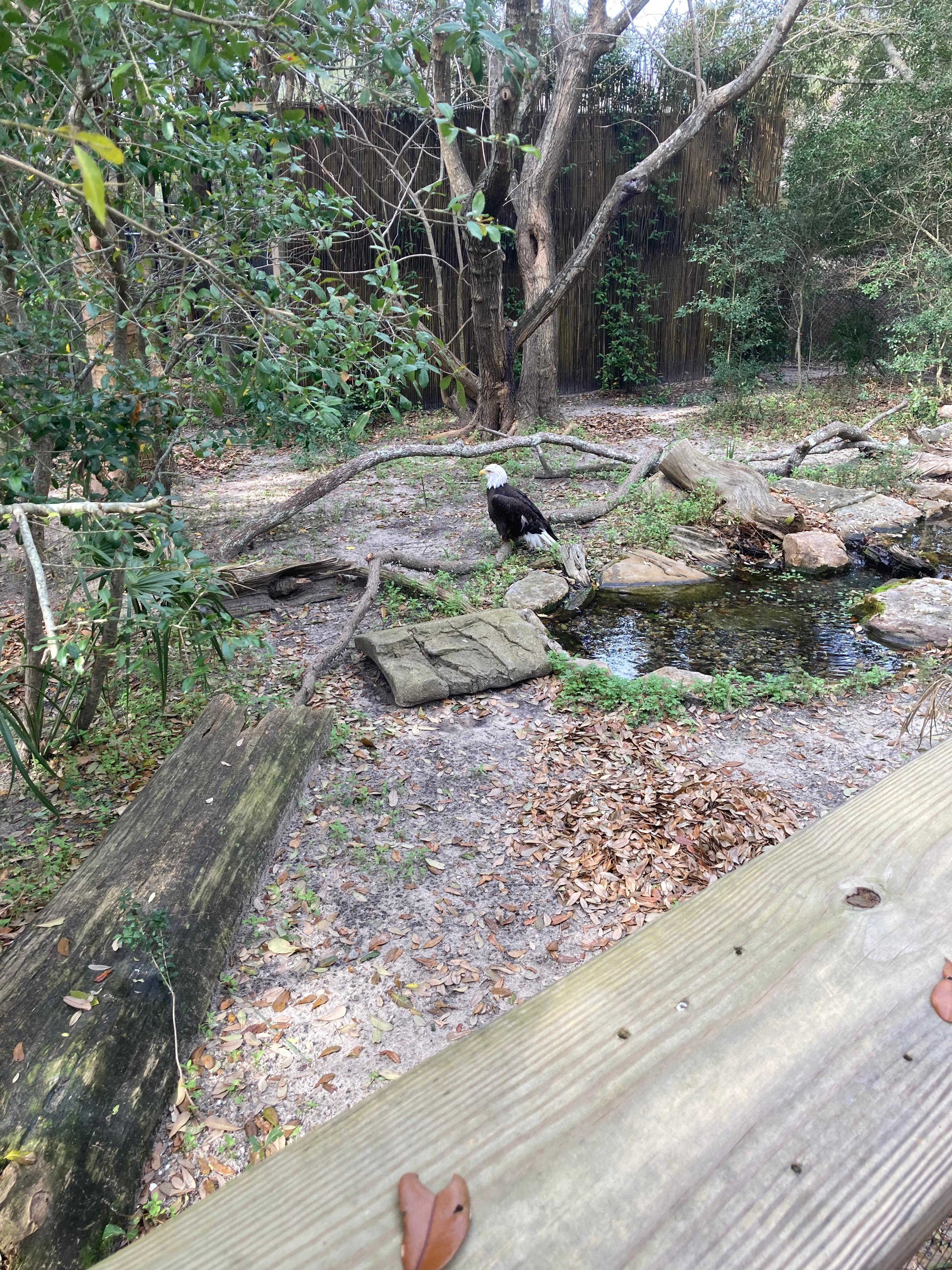 Bald eagle at aquarium outdoor exhibit 