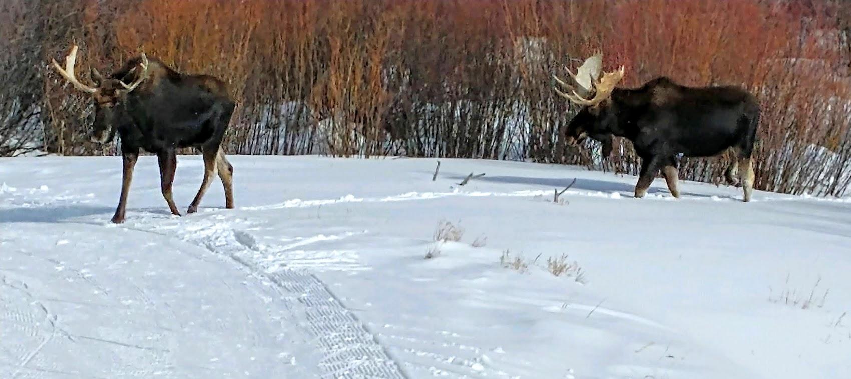 Once in a while, we see moose