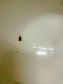 The roach in the sink at 11pm. Left lights on the rest of the night