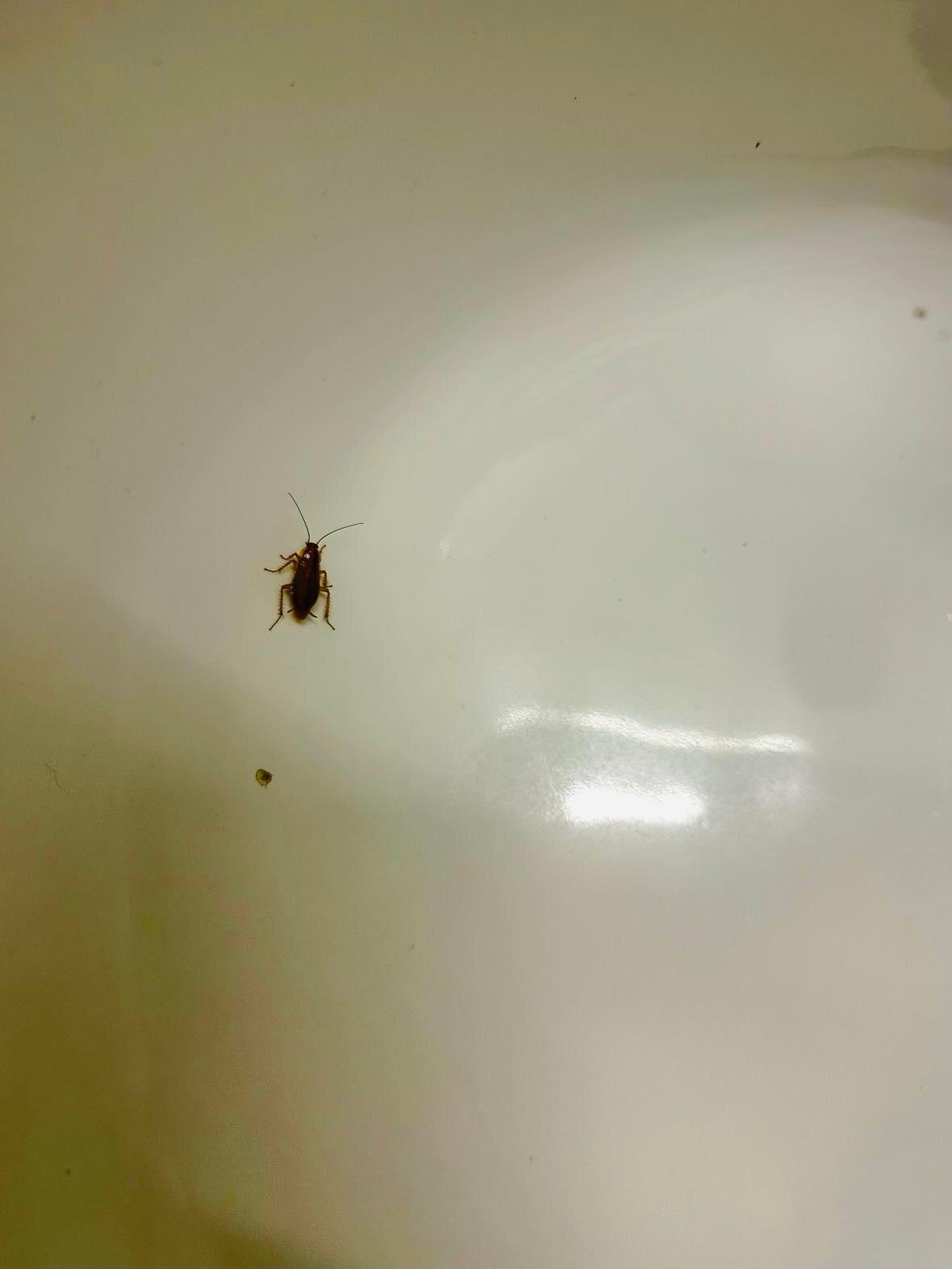 The roach in the sink at 11pm.  Left lights on the rest of the night