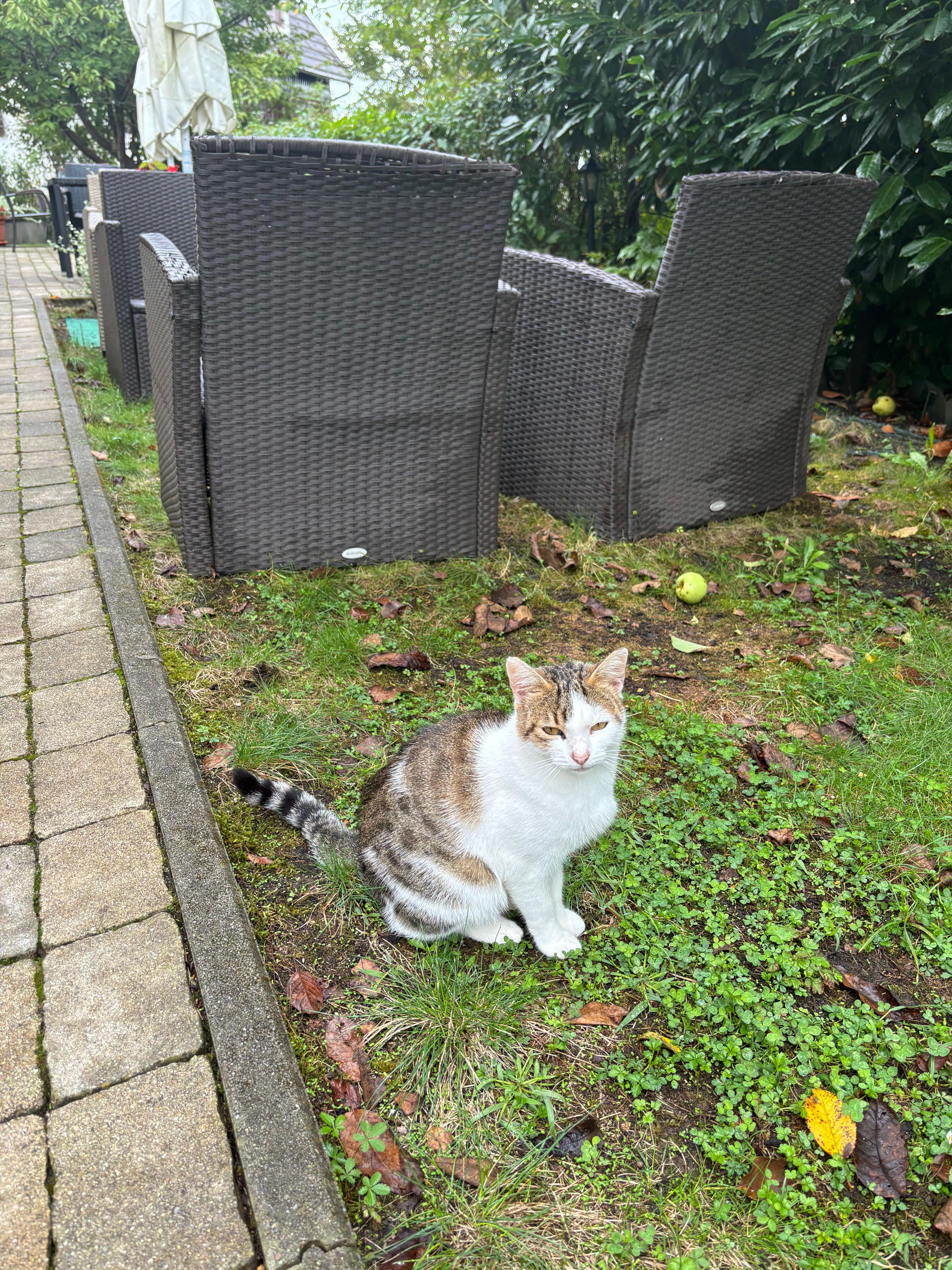 Friendly cat who lives outside 