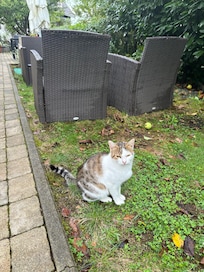 Friendly cat who lives outside