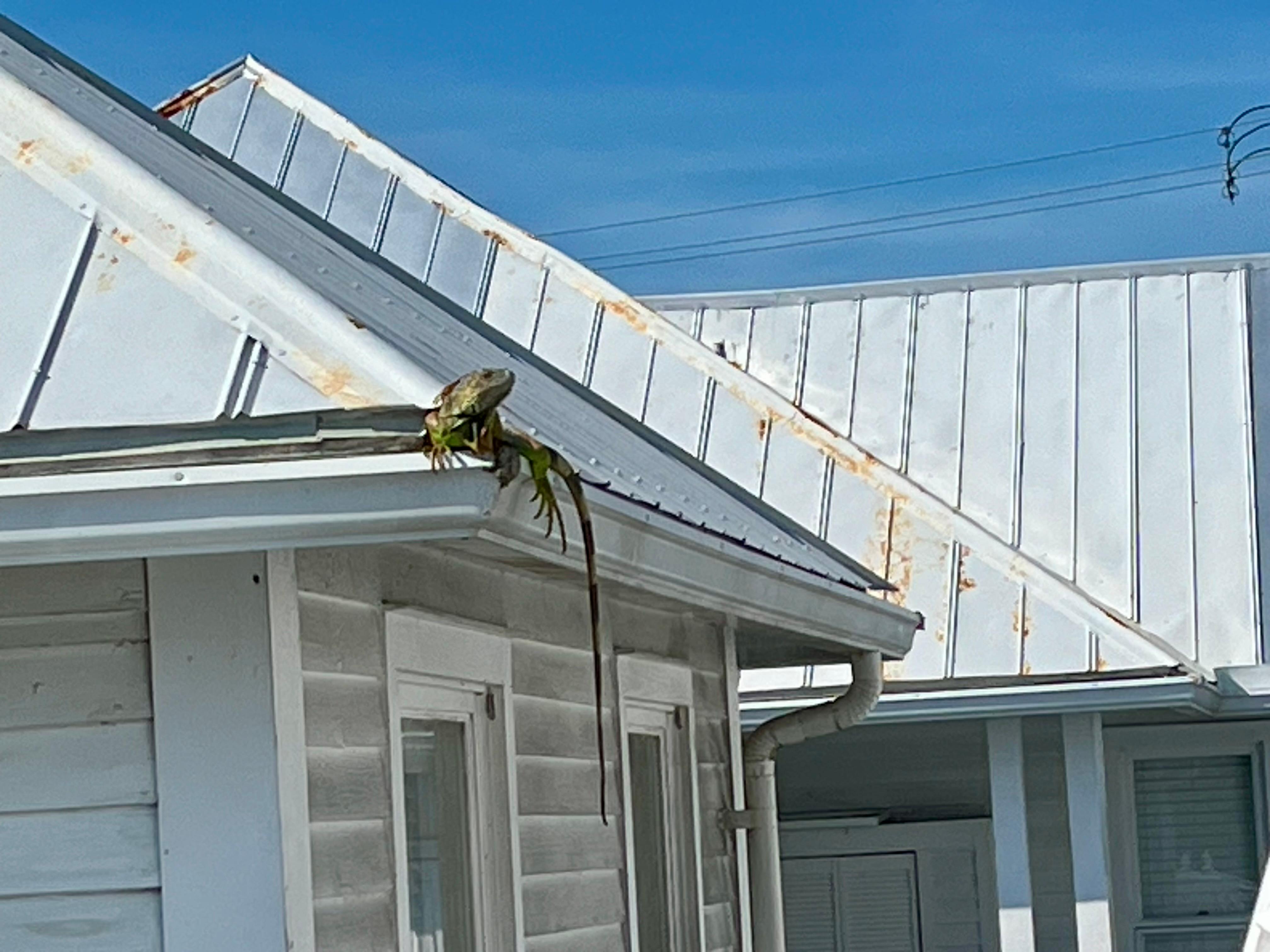 Iguana hanging on the roof