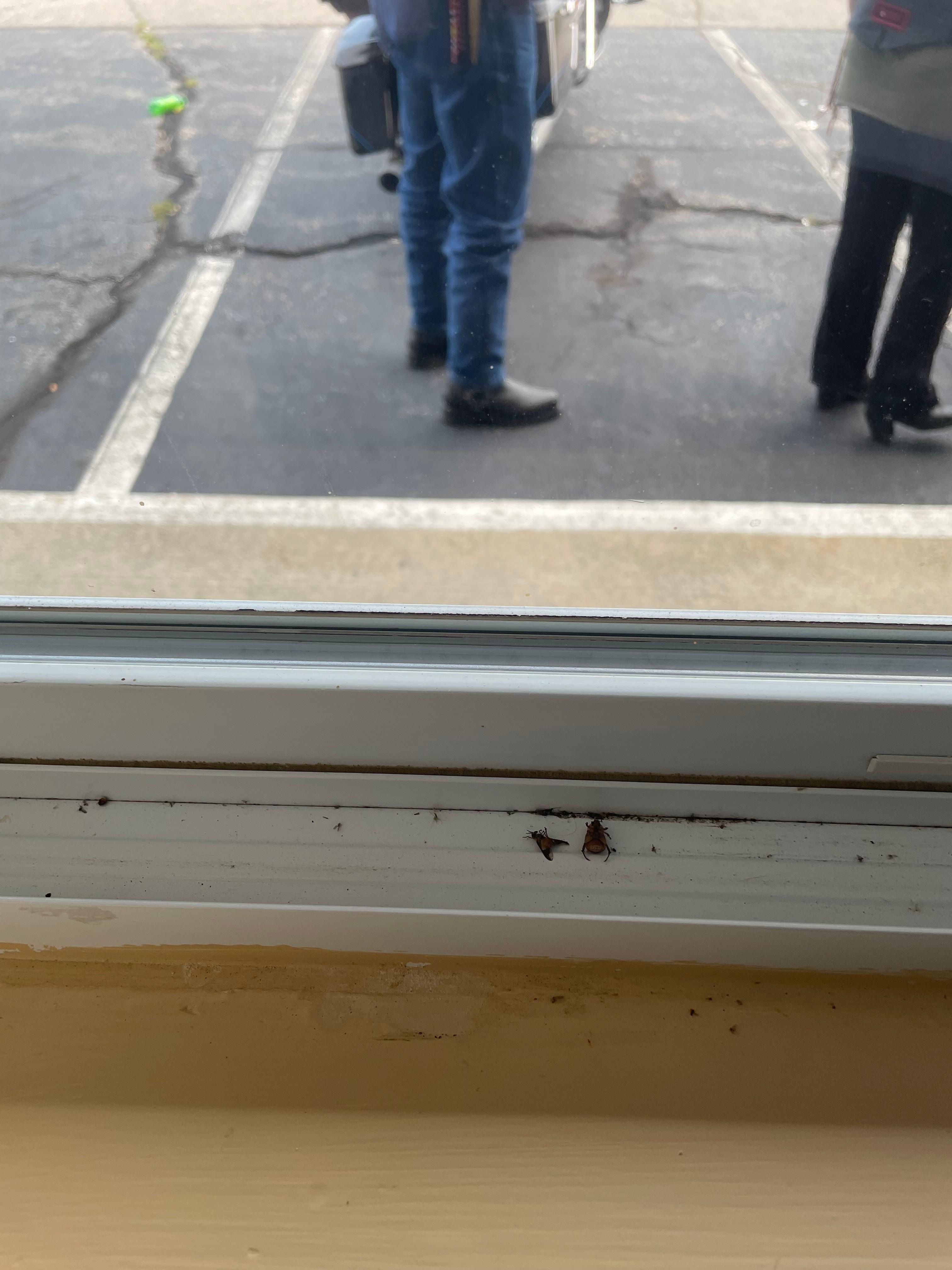 Dead flies in window frame