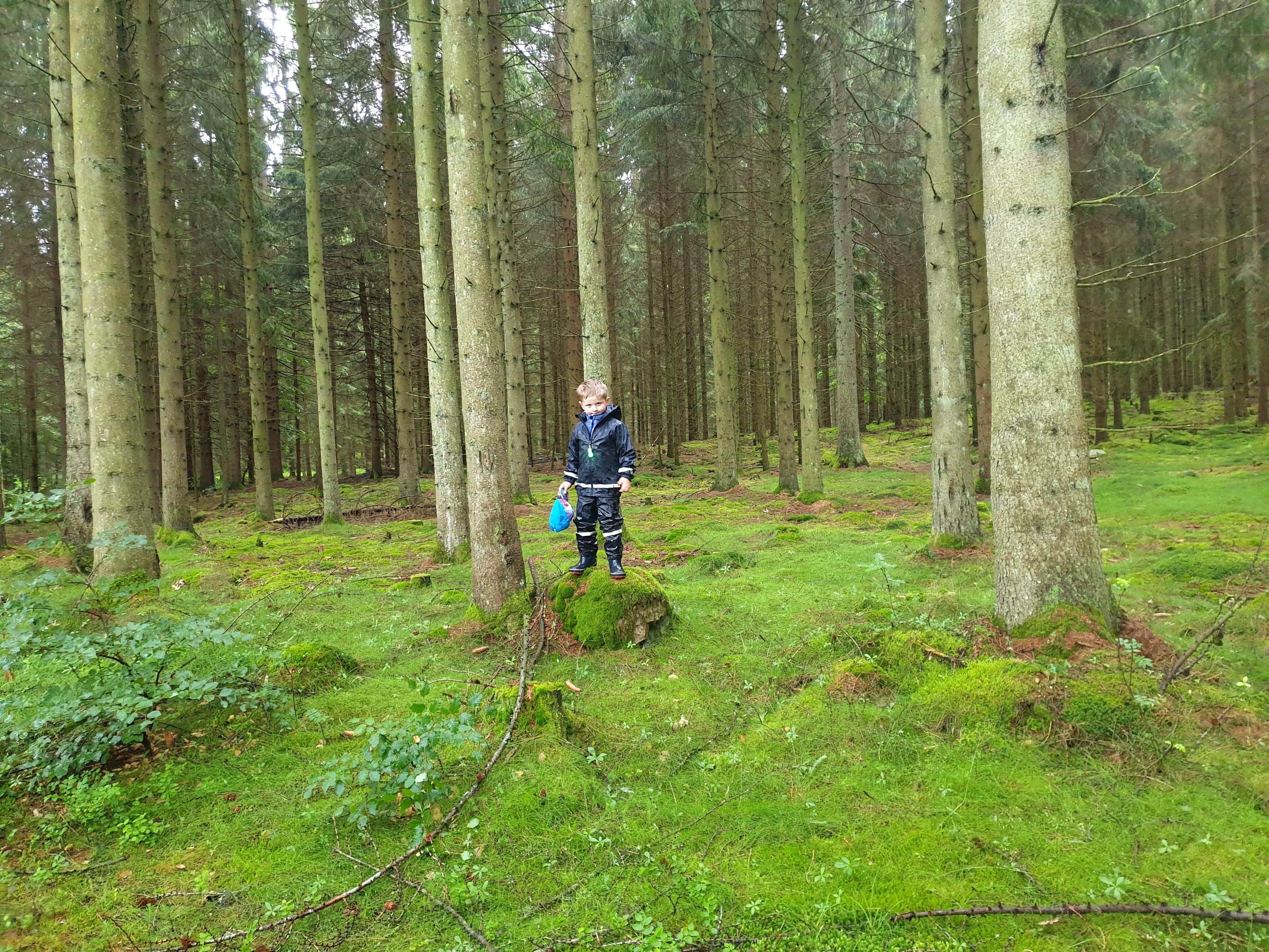 Skogen i närheten av stugan, "den blåa promenaden"