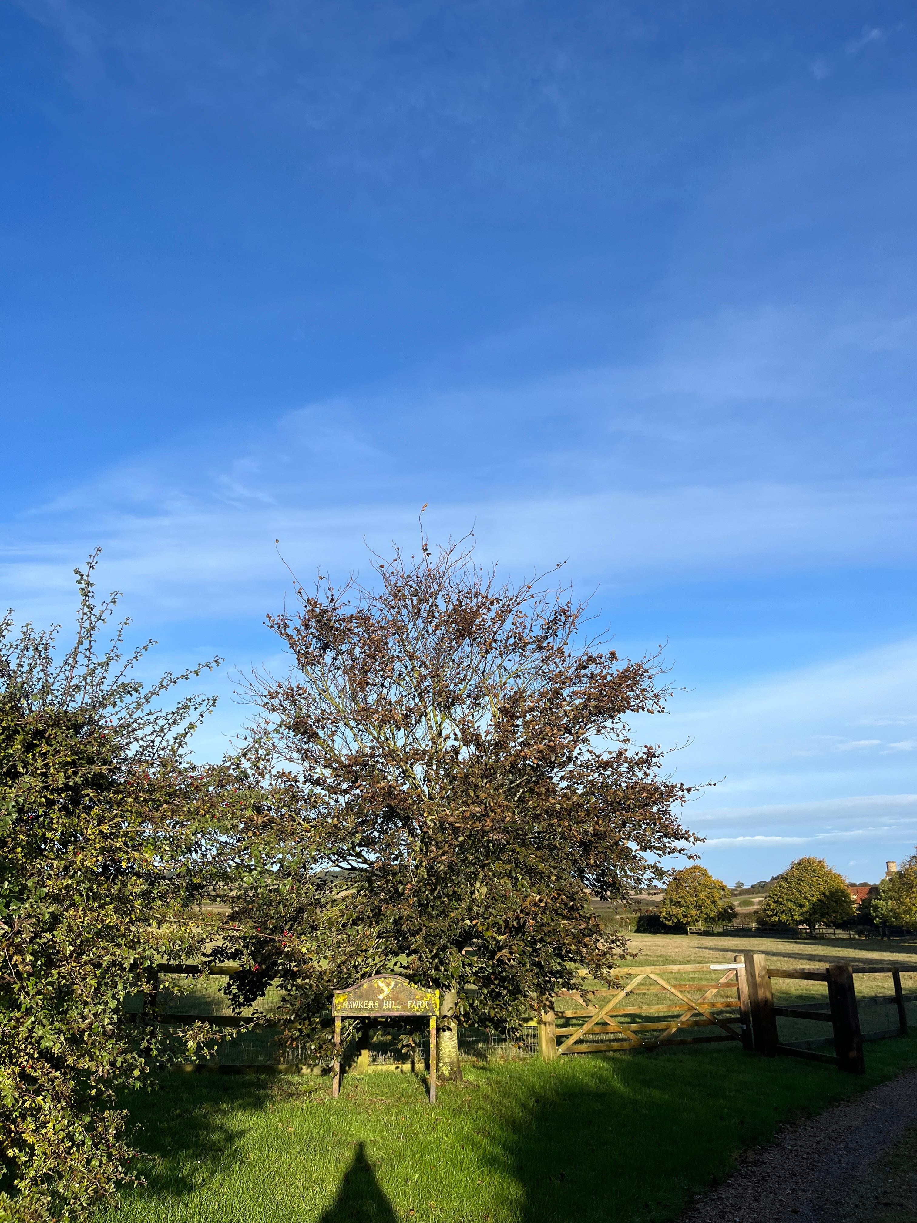 Local vineyard, you can drink the wine at the hotel 