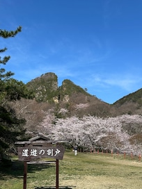 金山の桜