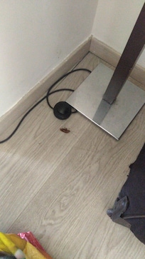 Cafard dans les chambres et partout dans lhotel