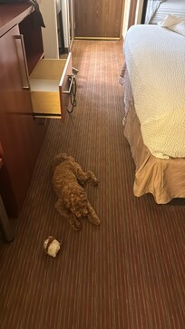 Great accommodation for service animal