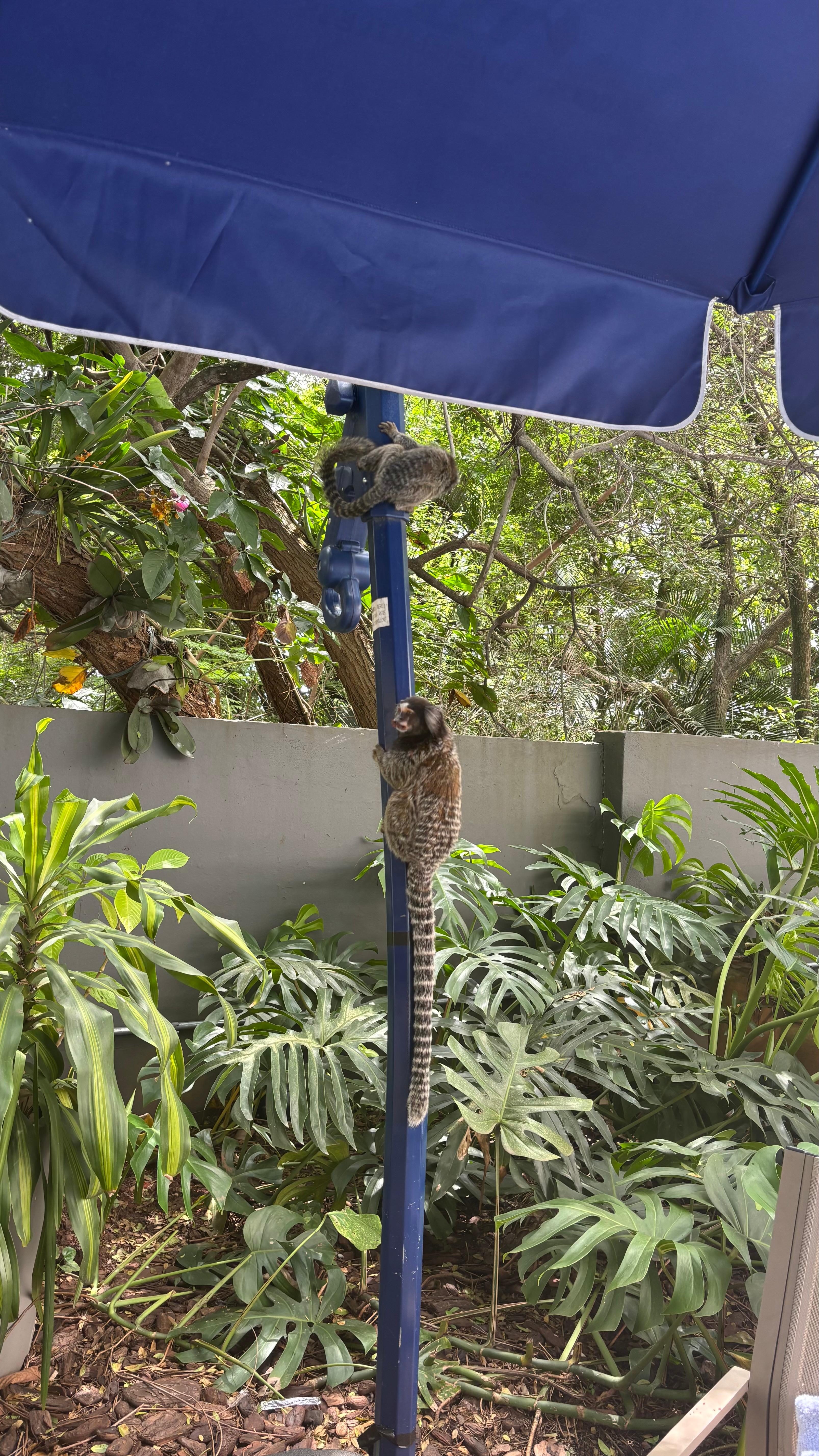 Tinha até macaquinhos no jardim ao lado hotel