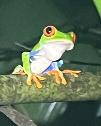 Many Frogs in the garden.
