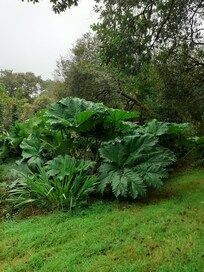 Plants which can be seen on the drive.