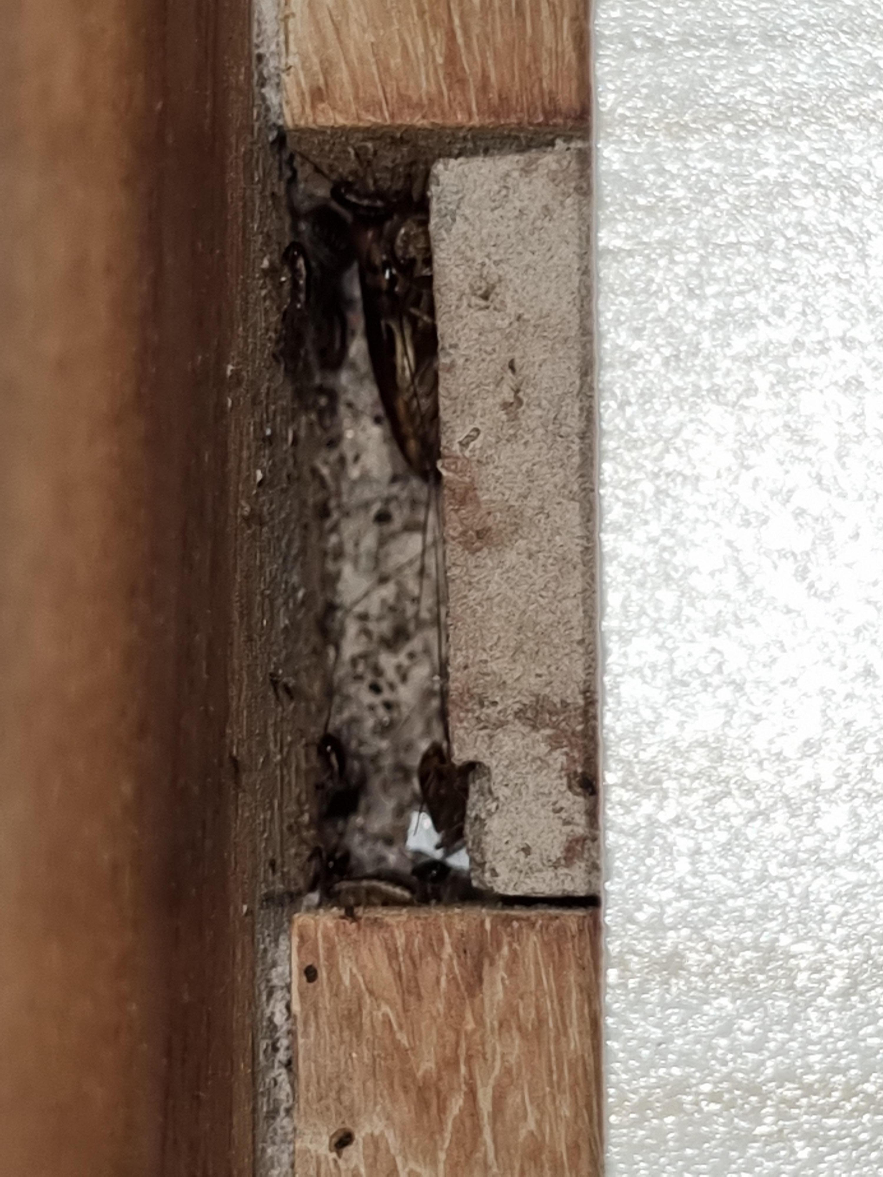 Cockroach nest found in bad frame!!!