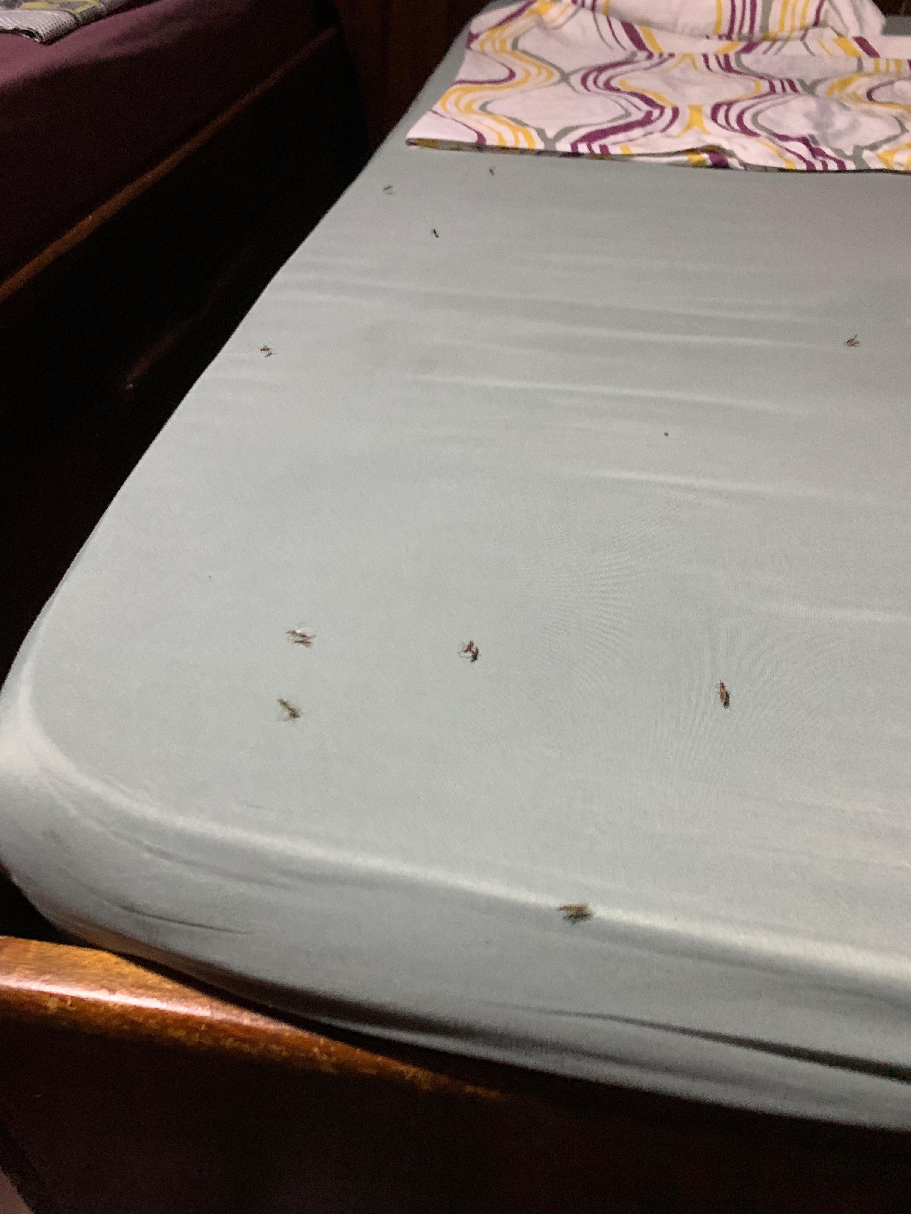 Bugs on the bed