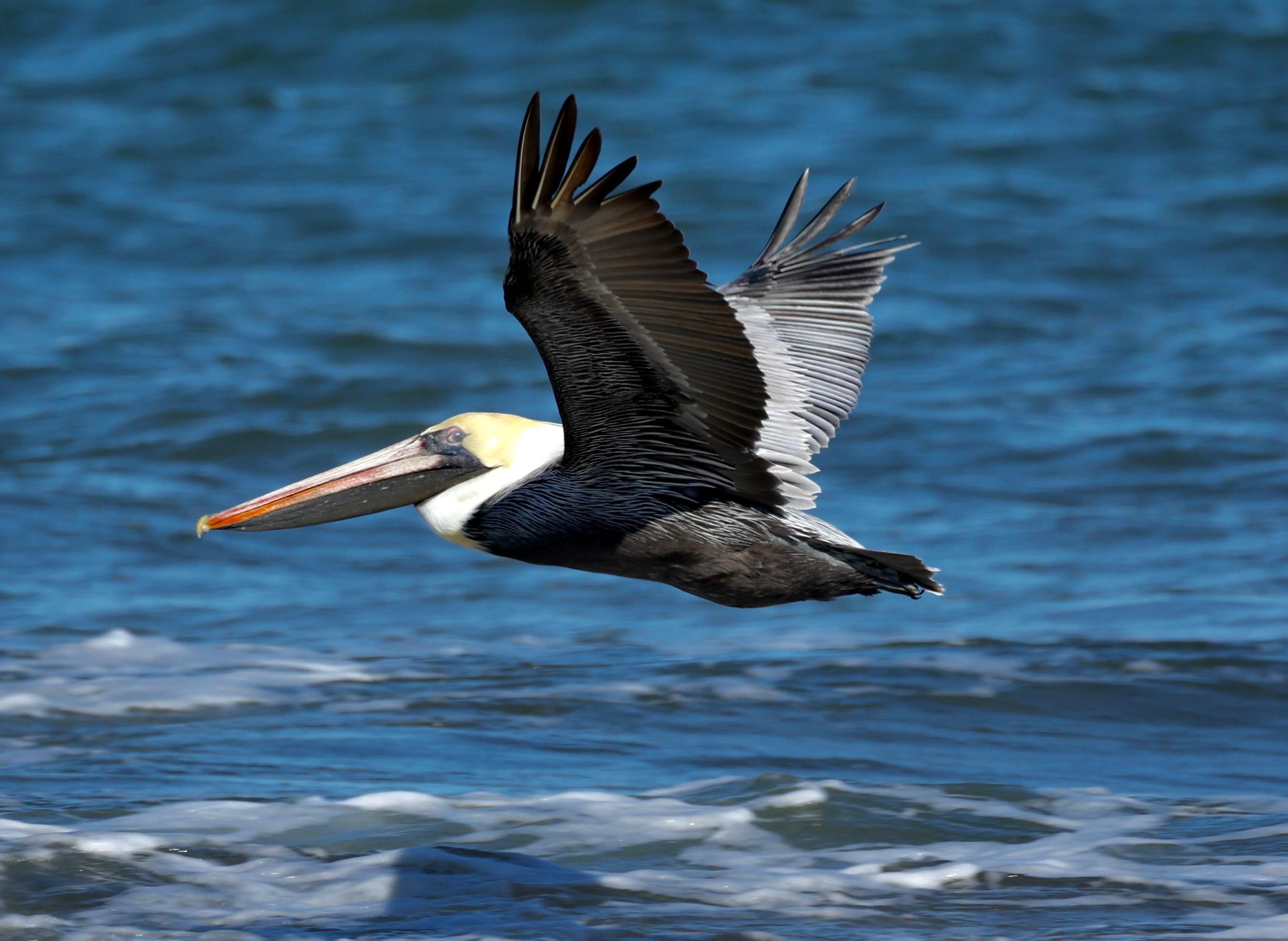 American Pelican from hotel beachfront 